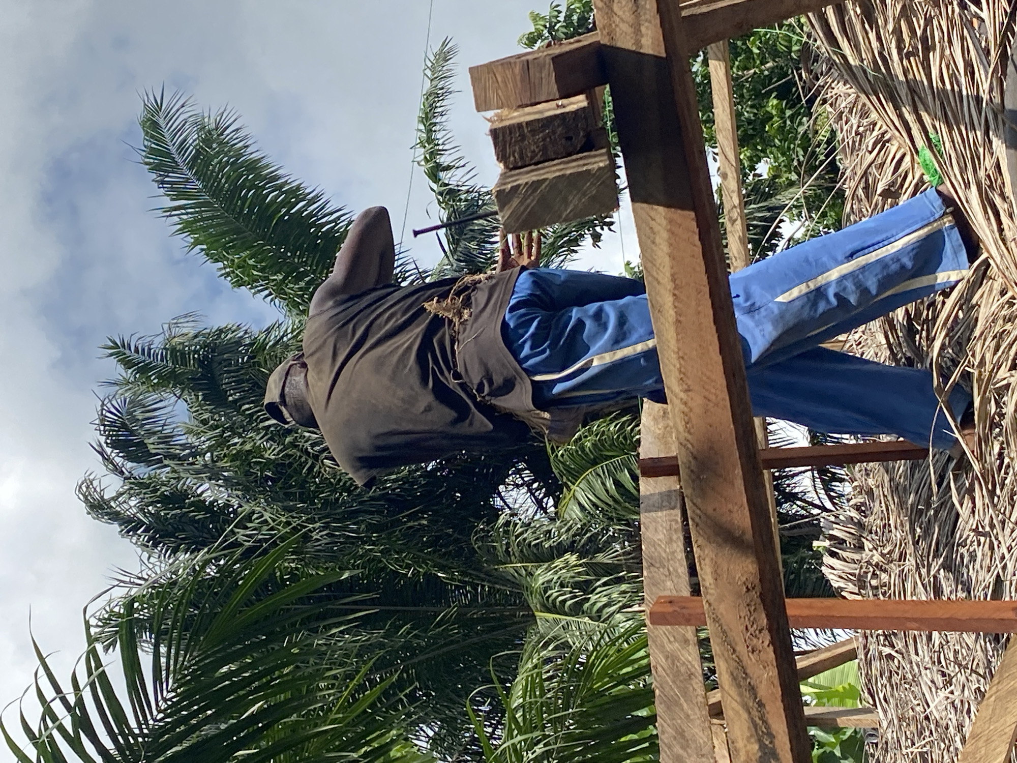 An upward-angled outdoor shot captures a person engaged in construction work on a rustic wooden structure in Achara, Nigeria. The individual, viewed from behind, wears a dark sleeveless top and blue track pants with distinctive white stripes. They are positioned amidst wooden beams and planks, appearing to work on the roof of a building, evidenced by the large bundles of dried, fibrous plant material, likely palm fronds, used for thatching. A metal nail or spike is visible near the person's upper back.
The scene is set against a backdrop of lush green palm trees, their fronds filling much of the background, and a bright, partly cloudy sky. This suggests a daytime setting in a tropical or rural environment. The construction appears to be using traditional methods and materials. No text is visible in the image.