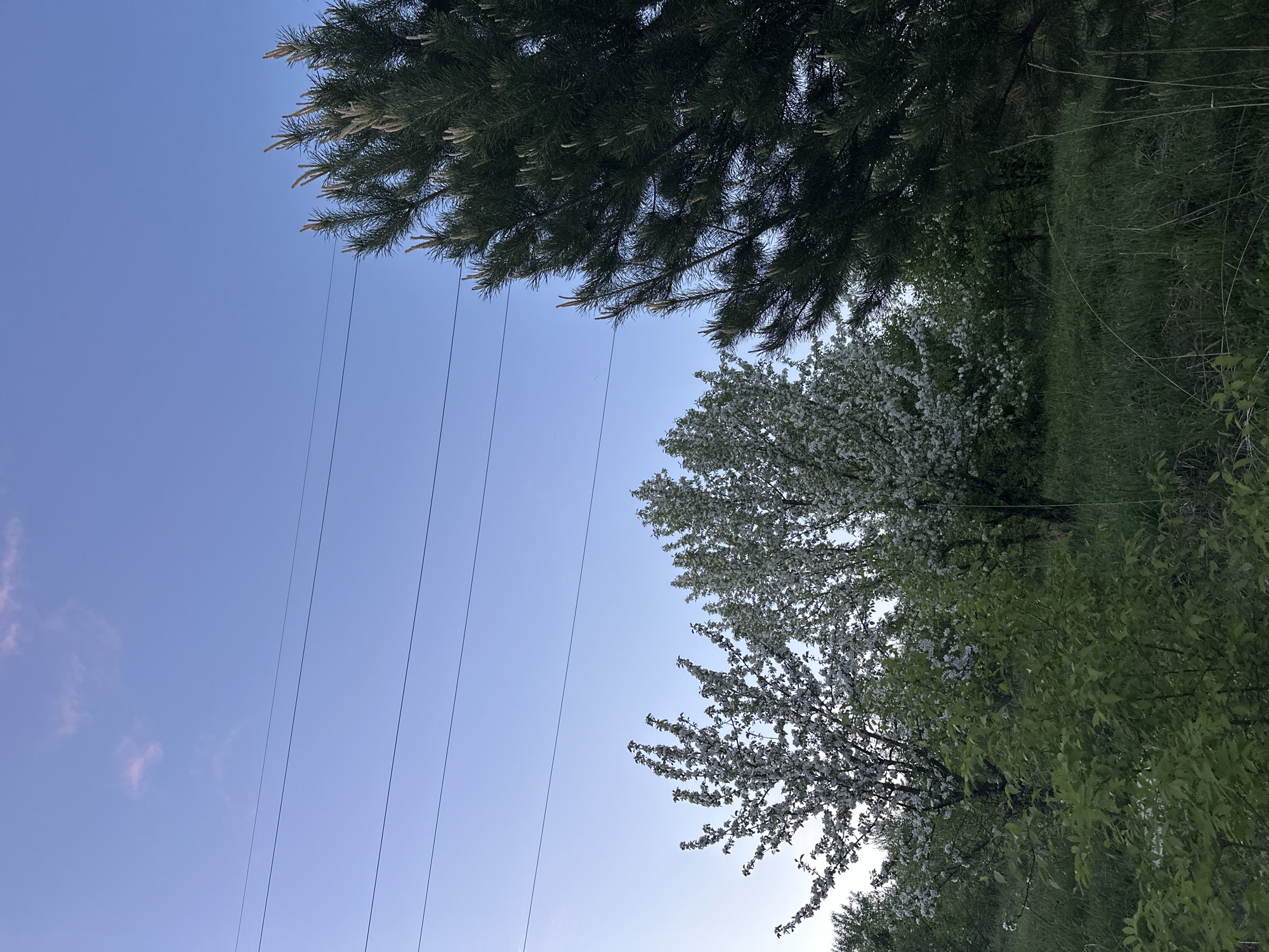 The image depicts a landscape, possibly near Gorno-Altaysk, Russia, featuring a clear blue sky intersected by several parallel power lines. A portion of a coniferous tree with green needles is visible in the upper left corner. Towards the right, flowering trees or shrubs with white blossoms are present. The lower right section shows an area with green foliage, likely representing a grassy or vegetated area. The photograph is taken from a low angle, looking upwards, and oriented vertically.