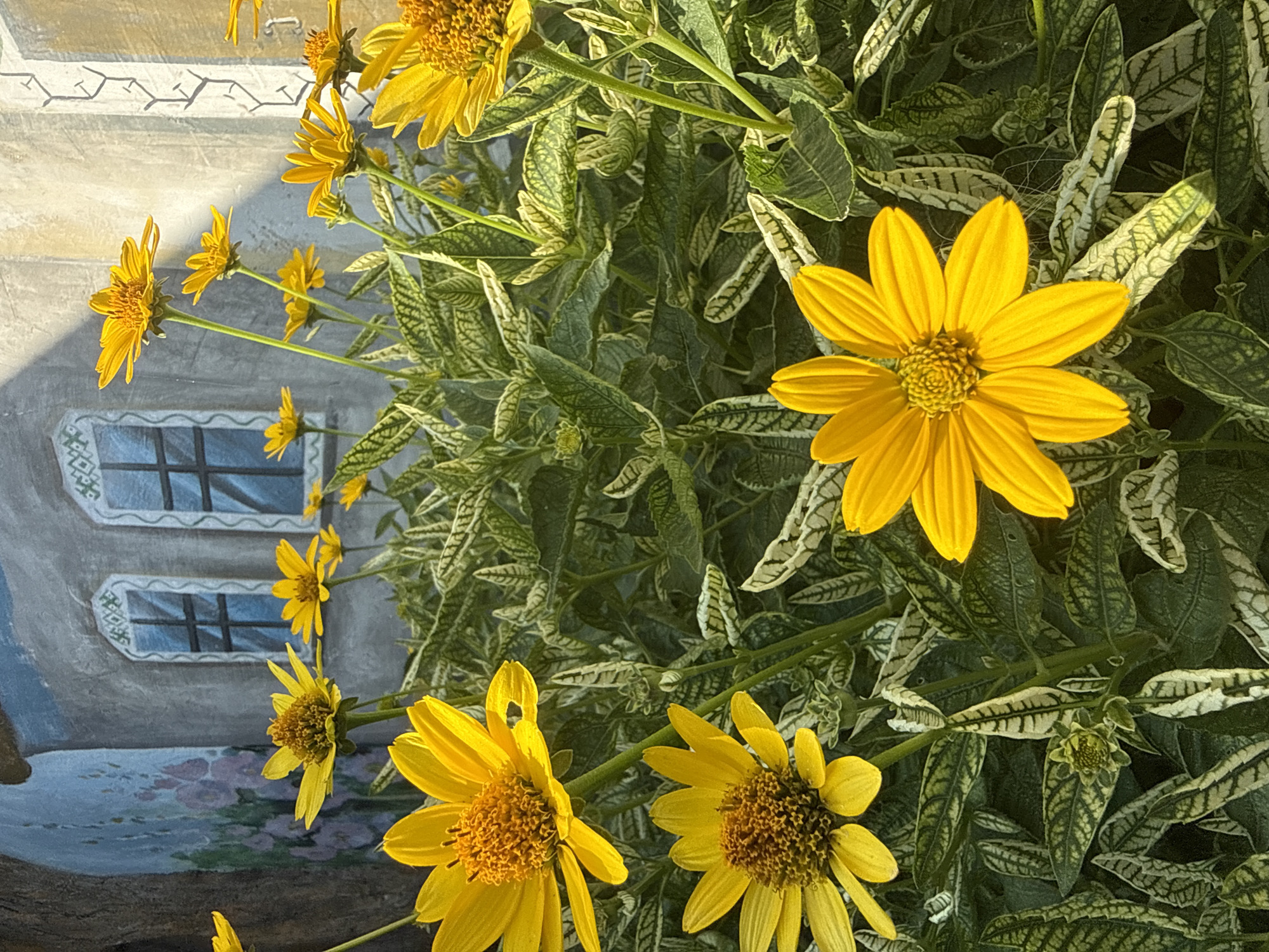 The image is a close-up shot of bright yellow flowers with dark brown centers, set against a backdrop of a mural depicting a building with two windows. The flowers are in focus and fill the majority of the frame, with their petals fanned out and some leaves visible around them. The mural is painted in muted tones of gray and blue, with a hint of floral imagery on the left side. The lighting suggests it is daytime, with shadows cast on the mural. There are no people or animals visible in the image. The overall impression is one of a vibrant floral display in an urban or garden setting, enhanced by an artistic mural.