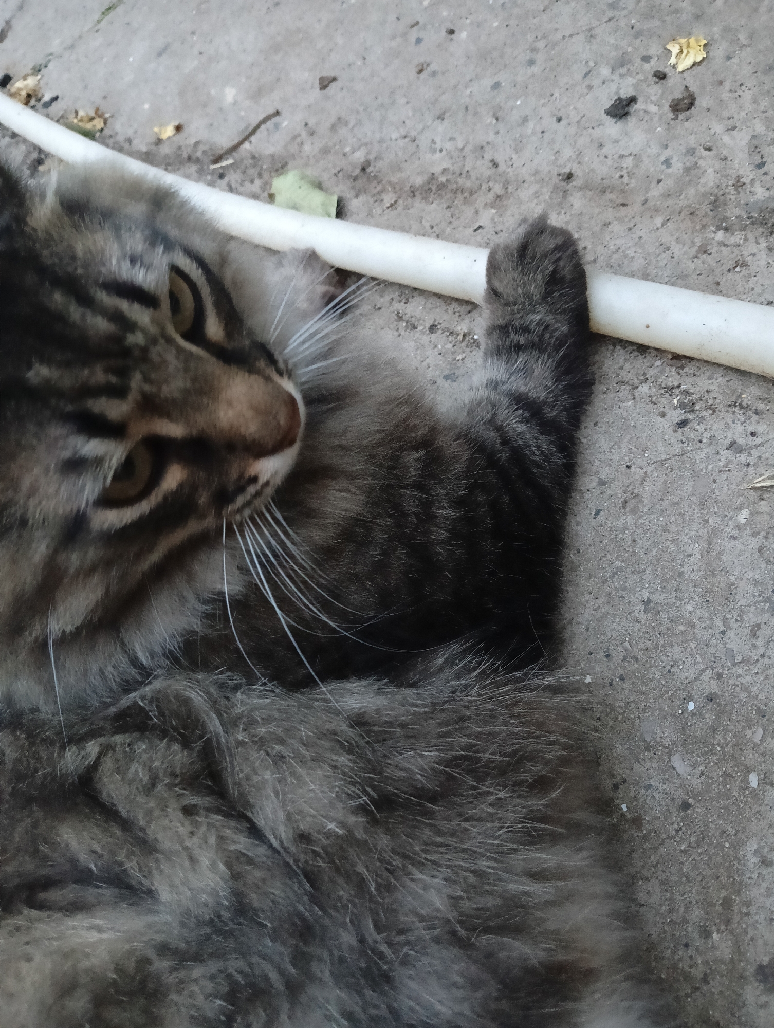 A domestic cat with tabby markings lies on a concrete surface. The cat has gray and brown fur, with dark stripes on its face and body. Its eyes are open and yellow-green, and it has long white whiskers. The cat is lying on its back with its paws up, one of which is resting on a white tube. The concrete surface appears to be outdoors, with some dried leaves and debris scattered around. The lighting suggests it is daytime. The scene is simple and intimate, focusing on the cat's relaxed posture and its interaction with the tube.