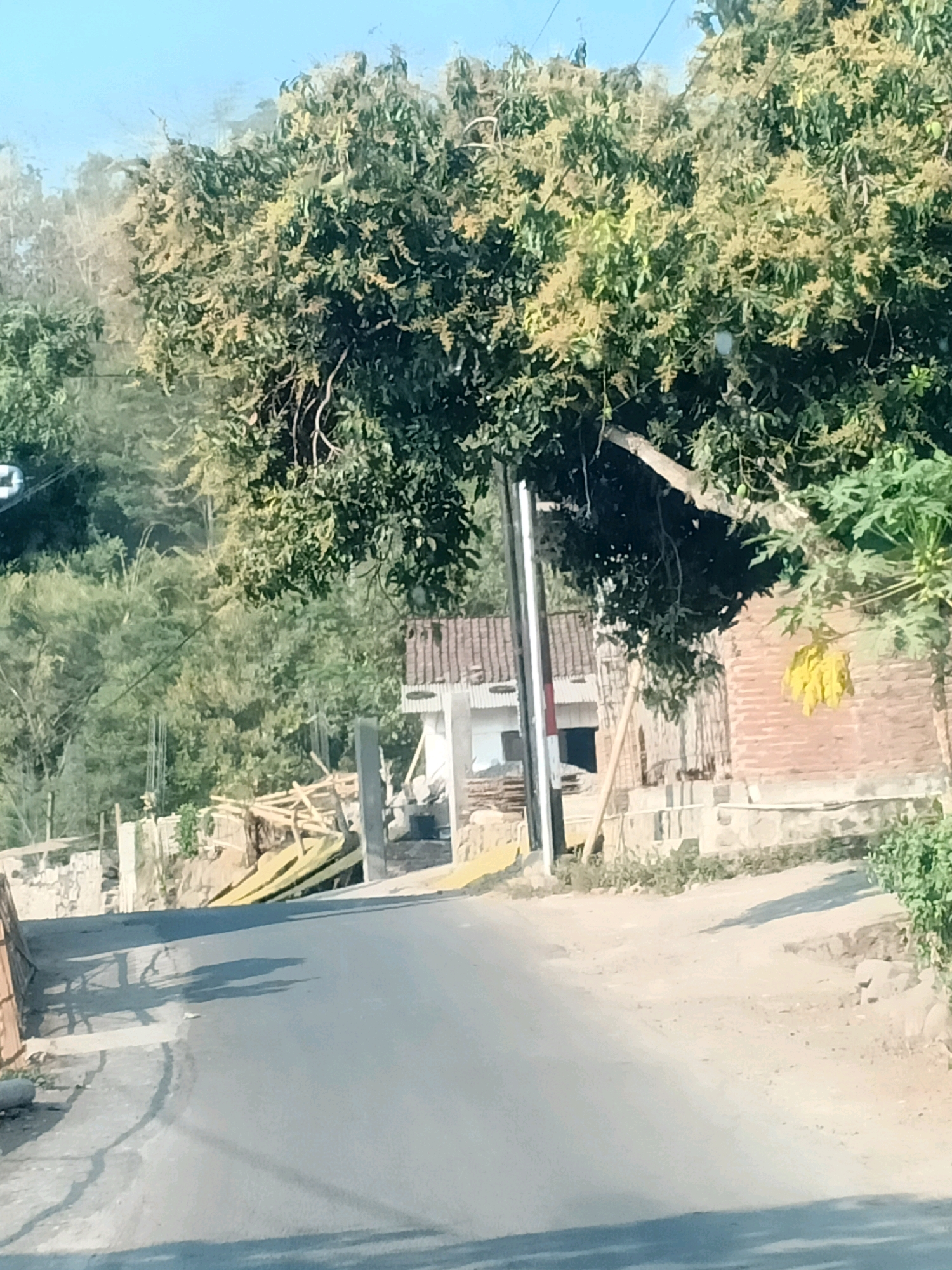 A paved road curves through a rural or semi-rural area. The road is bordered by uneven terrain with scattered vegetation and some construction materials, including stacks of lumber. In the background, there are buildings with tiled roofs, and a large tree with sparse green leaves and what appear to be light-colored flowers or fruits dominates the upper portion of the image. The sky is clear and blue. The scene is consistent with a location in Sucolor, Indonesia, given the vegetation and architectural style. No people are visible in the image.