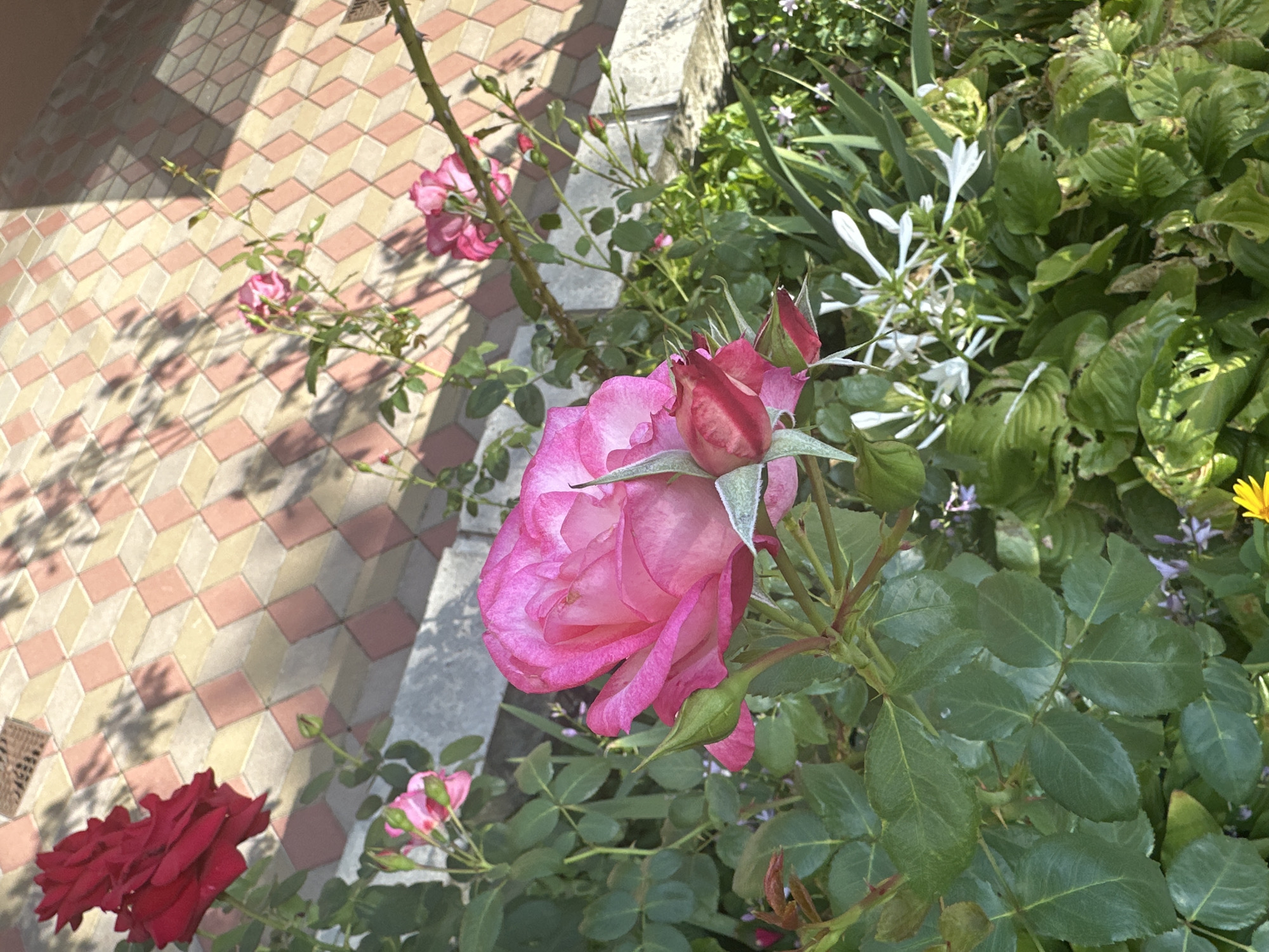 A close-up, slightly overhead shot captures a vibrant pink rose in full bloom, its delicate petals unfurling to reveal intricate layers. A single, unopened rosebud rests beside it, its velvety red hues hinting at future beauty. Lush green foliage forms a verdant backdrop, interspersed with small, delicate purple flowers and a cluster of elegant white blossoms. In the distance, a tiled pathway creates a geometric pattern of pink and yellow squares, casting dappled shadows from unseen trees. The scene appears to be an outdoor garden, likely in a residential area or park, given the presence of the pathway and the variety of plants. The overall impression is one of natural beauty and tranquility. The image does not contain any people or identifiable landmarks.