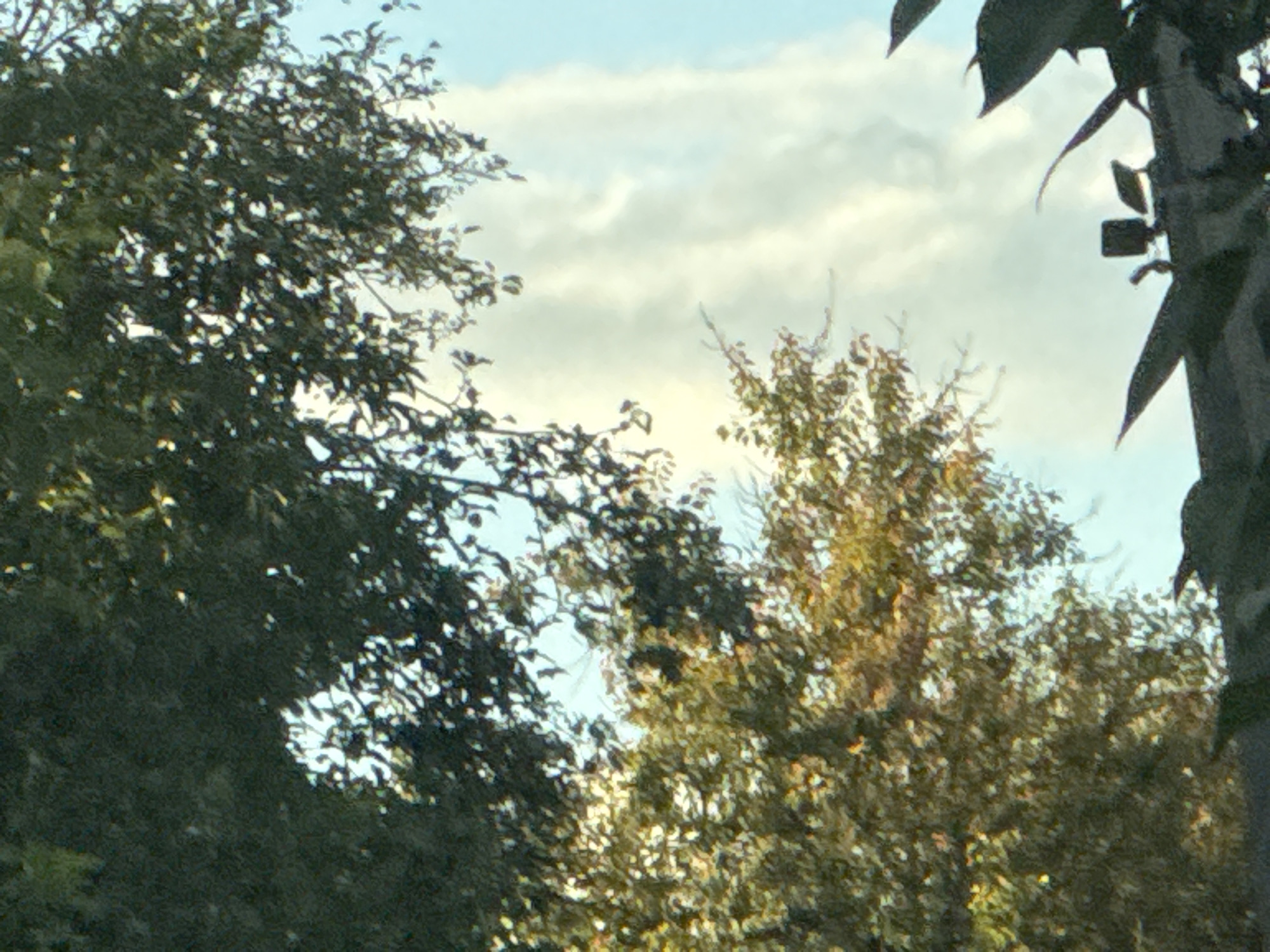 An outdoor, slightly blurry, medium shot captures a natural scene with trees and sky. In the foreground and left, dense, dark green foliage from a tree obscures a large portion of the image. To the right of this tree, and slightly further back, is another tree with lighter green and yellowish leaves, suggesting it might be autumn or a different species. The background is a pale blue sky with soft, white clouds. On the far right edge of the image, a dark, textured vertical object, possibly a pole or part of a structure, extends from the top to the bottom, with a few dark, leaf-like shapes emerging from its top. The scene appears to be located in a natural setting within the city of Takhtaulove, Ukraine.
