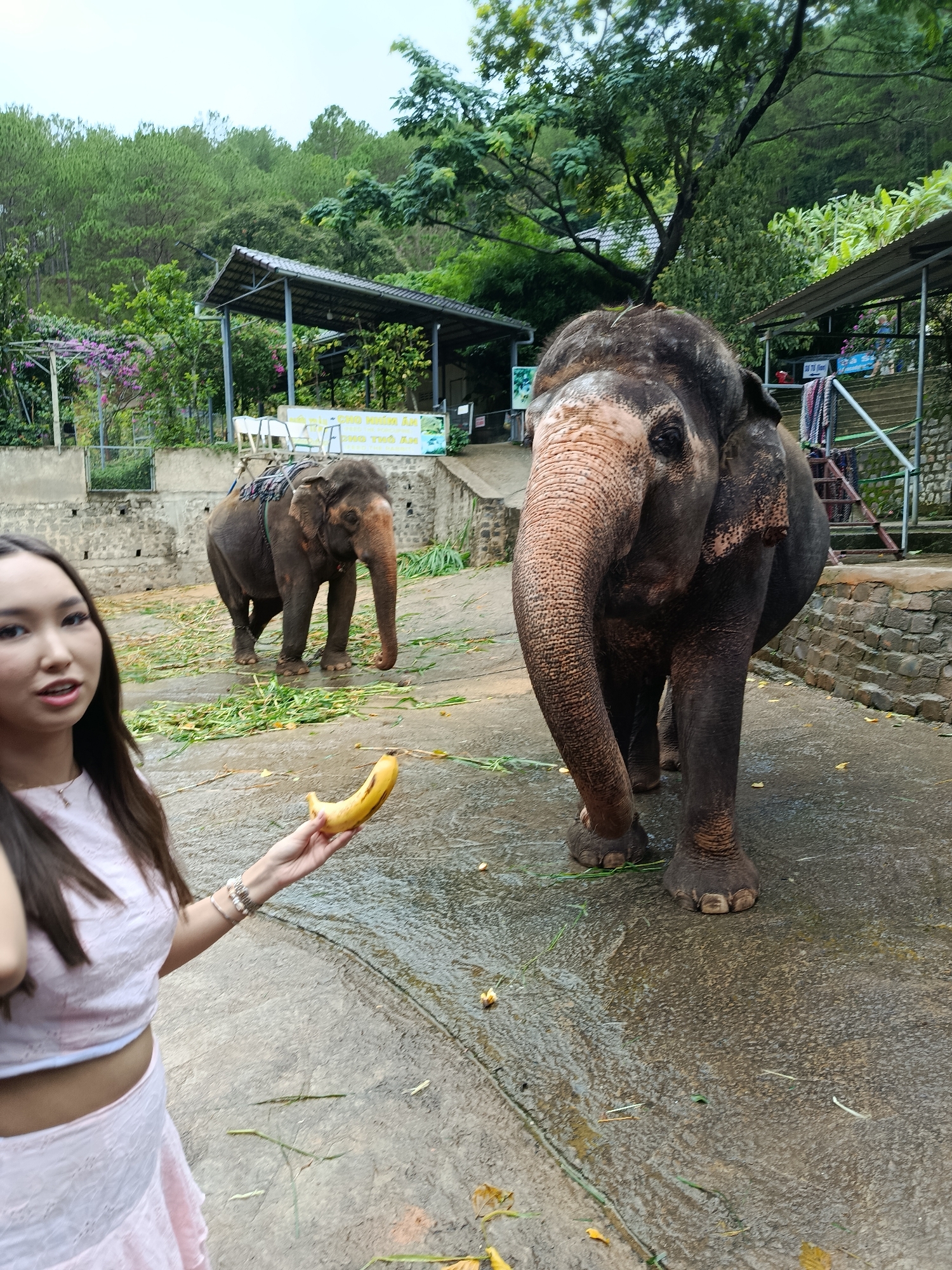 A young woman is standing in the foreground, holding a banana and looking at the camera. She is wearing a light pink outfit. Behind her, two elephants are present. The elephant on the right is much larger and closer to the camera, while a smaller elephant is further in the background. Both elephants appear to be in an outdoor enclosure with a paved ground surface. The background shows a forested hillside with some man-made structures, possibly part of a sanctuary or park. The scene suggests an interaction between the woman and the elephants, with the banana indicating she might be feeding or about to feed one of them. The location is identified as Định An, Vietnam.