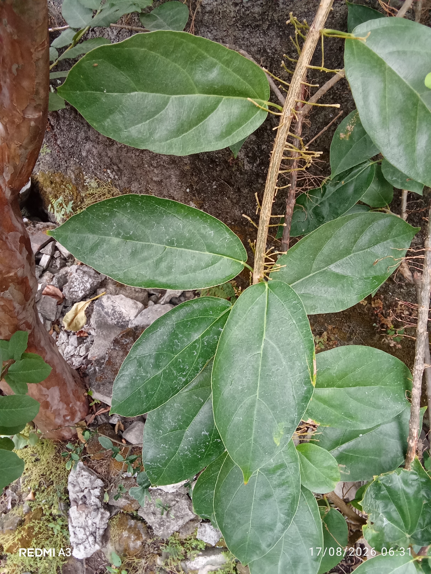 This is a close-up, high-angle photograph of a climbing plant with large, green, ovate leaves and a thin, brown, woody stem with numerous small, aerial roots protruding from it. The plant is growing against a rough, gray, rocky surface. To the left of the plant is a section of a reddish-brown, textured tree trunk. The ground beneath the plant is covered with small rocks, moss, and some dry vegetation. The image was taken in Cemani, Indonesia, as indicated by the timestamp in the lower right corner.