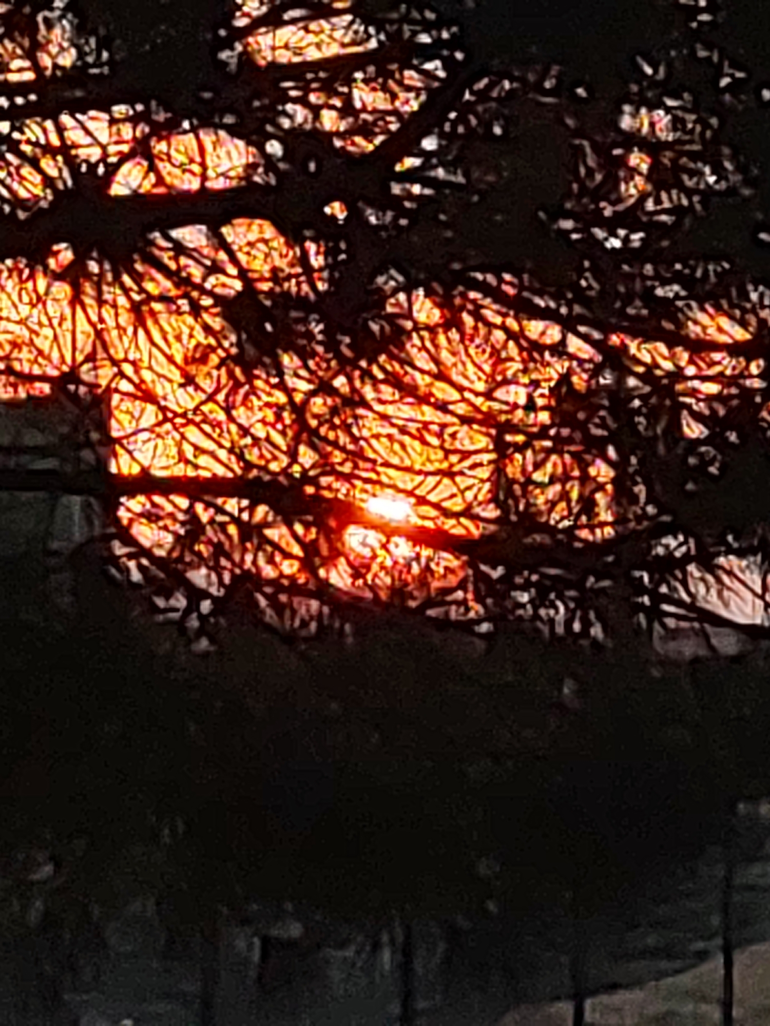 This is a photograph of the sun setting behind a tree, viewed through its branches. The sun's light is a vibrant orange and yellow, creating a stark contrast with the dark silhouettes of the tree branches that fill the foreground and partially obscure the view of the sky. The branches are intricate and tangled, forming a delicate network against the bright backdrop. Some areas of the sky are illuminated by the setting sun, while others are darker, suggesting the transition from day to night. The overall impression is one of natural beauty and a peaceful, yet dramatic, end to the day. The setting appears to be outdoors, likely in a natural or semi-natural environment given the presence of a prominent tree. The time of day is clearly sunset, with the warm, intense colors of the sun being the primary focus. There are no people, objects, or visible text in the image. The mood is serene and visually striking, evoking the beauty of a sunset.