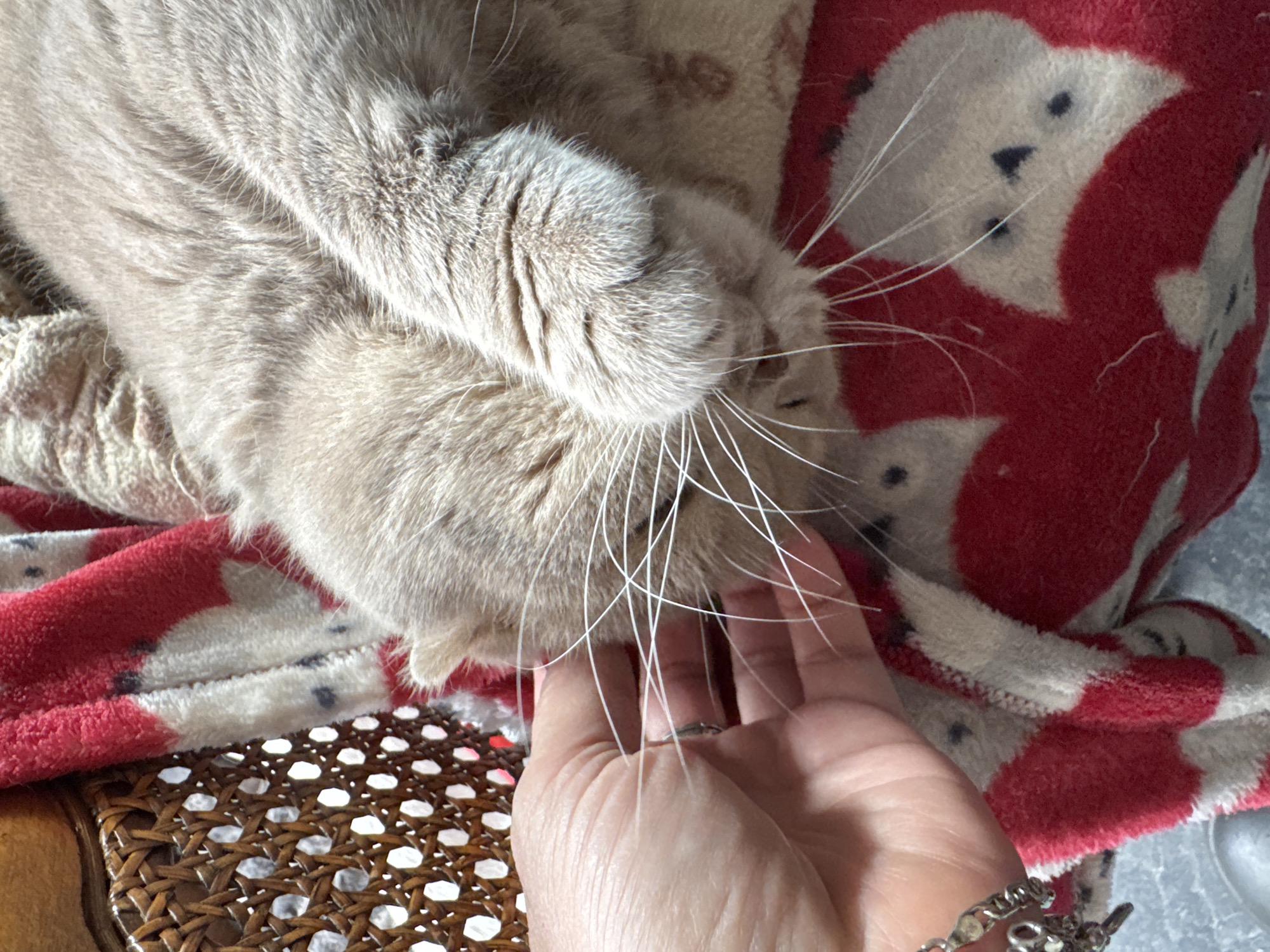 A close-up, eye-level shot shows a person's hand gently petting a light brown, short-haired cat that is resting on a red and white blanket with a pattern of cartoon-like white owls. The cat's face is partially obscured by its paw, but its long white whiskers are visible. The background includes a portion of a wicker chair. The scene appears to be indoors, likely in a residential setting.