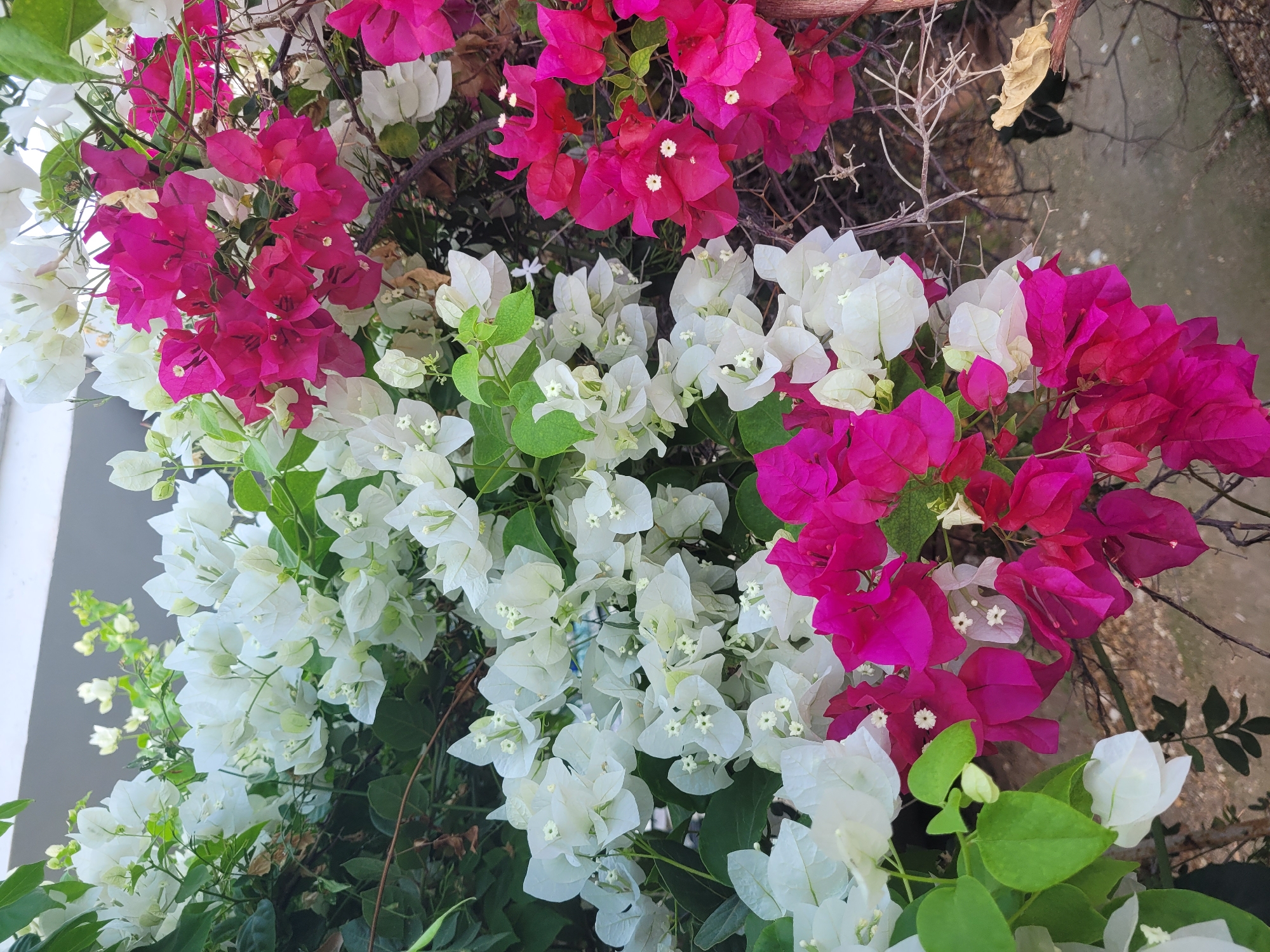 A close-up, eye-level shot captures a dense cluster of bougainvillea flowers in bloom. The flowers are a vibrant mix of white and deep fuchsia pink. Lush green leaves are interspersed throughout the blossoms, some appearing as broad, ovate shapes and others as smaller, more pointed structures. The scene is dominated by the flowers and foliage, with hints of a light-colored building in the blurred background and a ground surface of gravel and earth. The overall impression is one of abundant natural growth, characteristic of the Mediterranean climate found in locations like Limassol, Cyprus, where such flowering plants thrive outdoors.