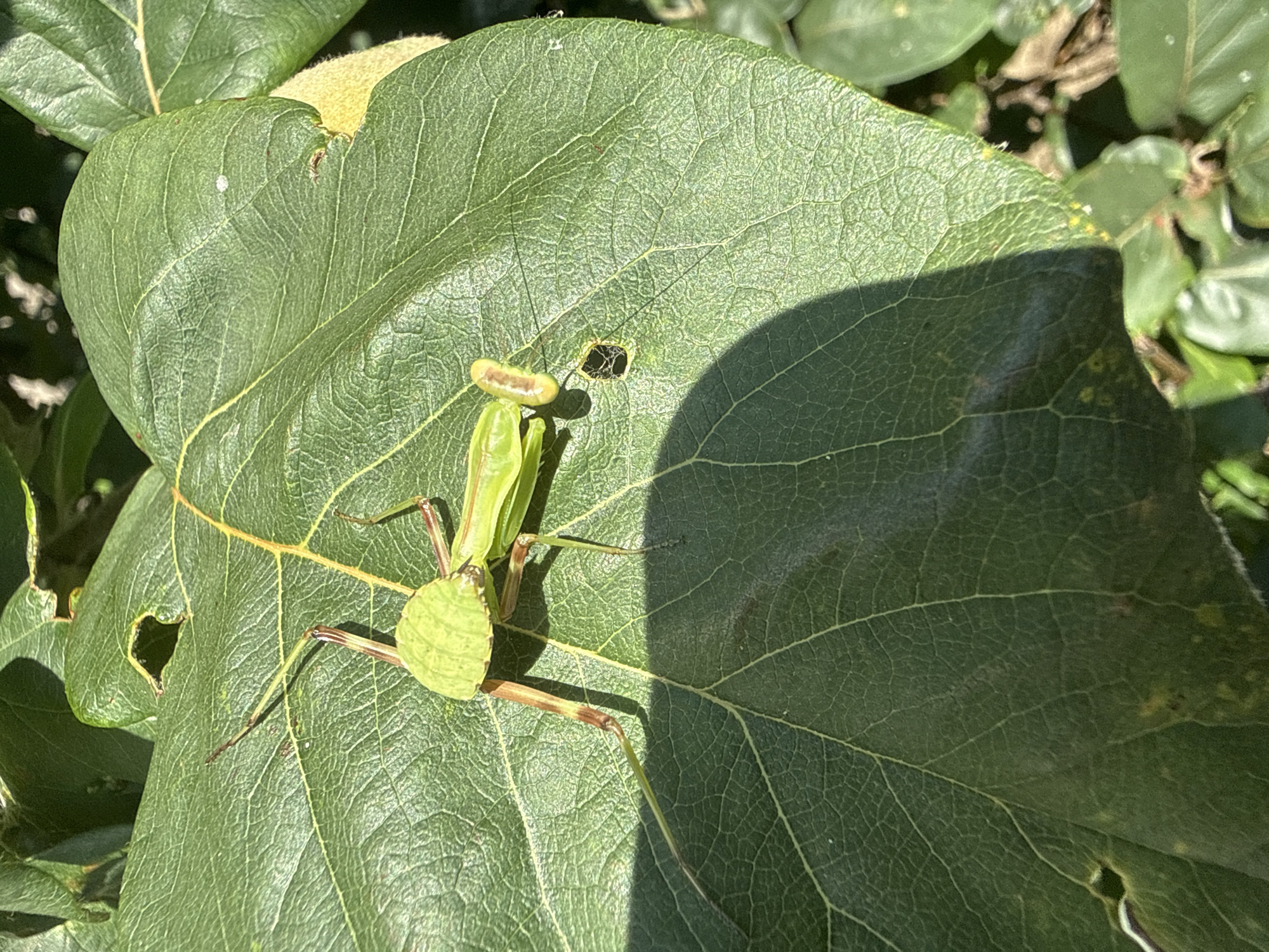 In Zatoka, Ukraine, a green praying mantis is perched on a large, green leaf in a natural outdoor setting. The mantis is positioned diagonally across the leaf, with its front legs raised in a characteristic hunting stance. Its body is predominantly green, with hints of brown on its legs. The leaf itself is textured with prominent veins and has a hole near its center, partially obscured by a shadow. Other green leaves and foliage are visible in the background, suggesting a garden or park environment. The lighting indicates it is daytime, with sunlight casting shadows on the leaf.