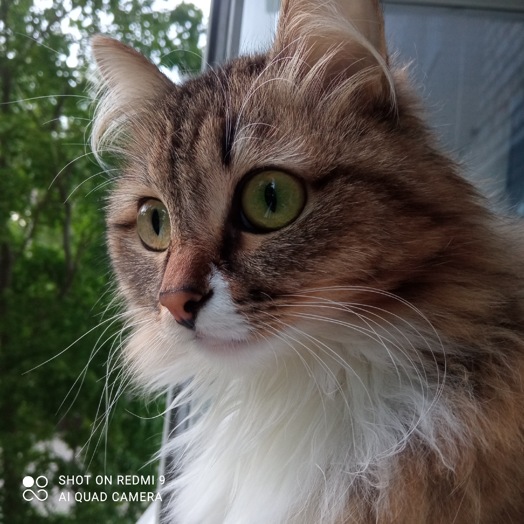 A close-up shot of a long-haired cat with brown and white fur, green eyes, and long white whiskers. The cat is looking to the left, appearing alert. The background features blurry green foliage suggesting a tree outside a window. The lower left corner shows a watermark "SHOT ON REDMI 9 AI QUAD CAMERA", which indicates the photograph was taken with a Redmi 9 smartphone. This image was likely taken indoors with a view out a window towards trees. The city location is not evident from the provided image.