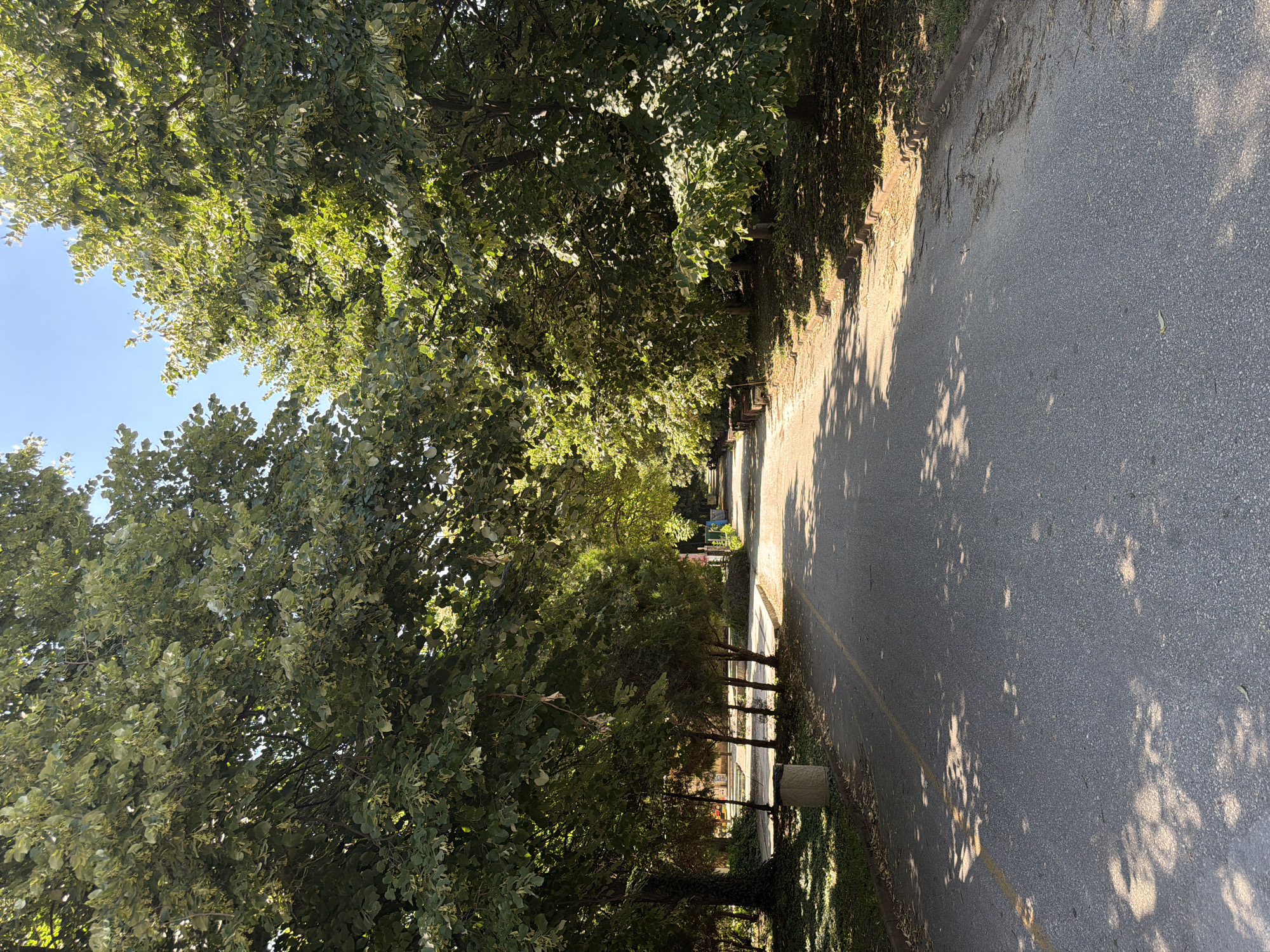 The image shows a paved pathway in a park-like setting, bordered by large trees with dense foliage casting dappled shadows on the ground. The pathway appears to be a road or a wide pedestrian walkway. On the left side of the path, there is a grassy area with a concrete trash receptacle and several smaller trees. In the distance, there are hints of park amenities like benches or tables. The sky is bright blue with clear visibility. The overall impression is a serene outdoor environment, likely in a city park or a similar public green space. The image appears to be taken during daylight hours on a sunny day. Without further context or specific landmarks, it is impossible to pinpoint the exact location within Pazardzhik, Bulgaria, but the setting is consistent with urban green spaces found in many cities.