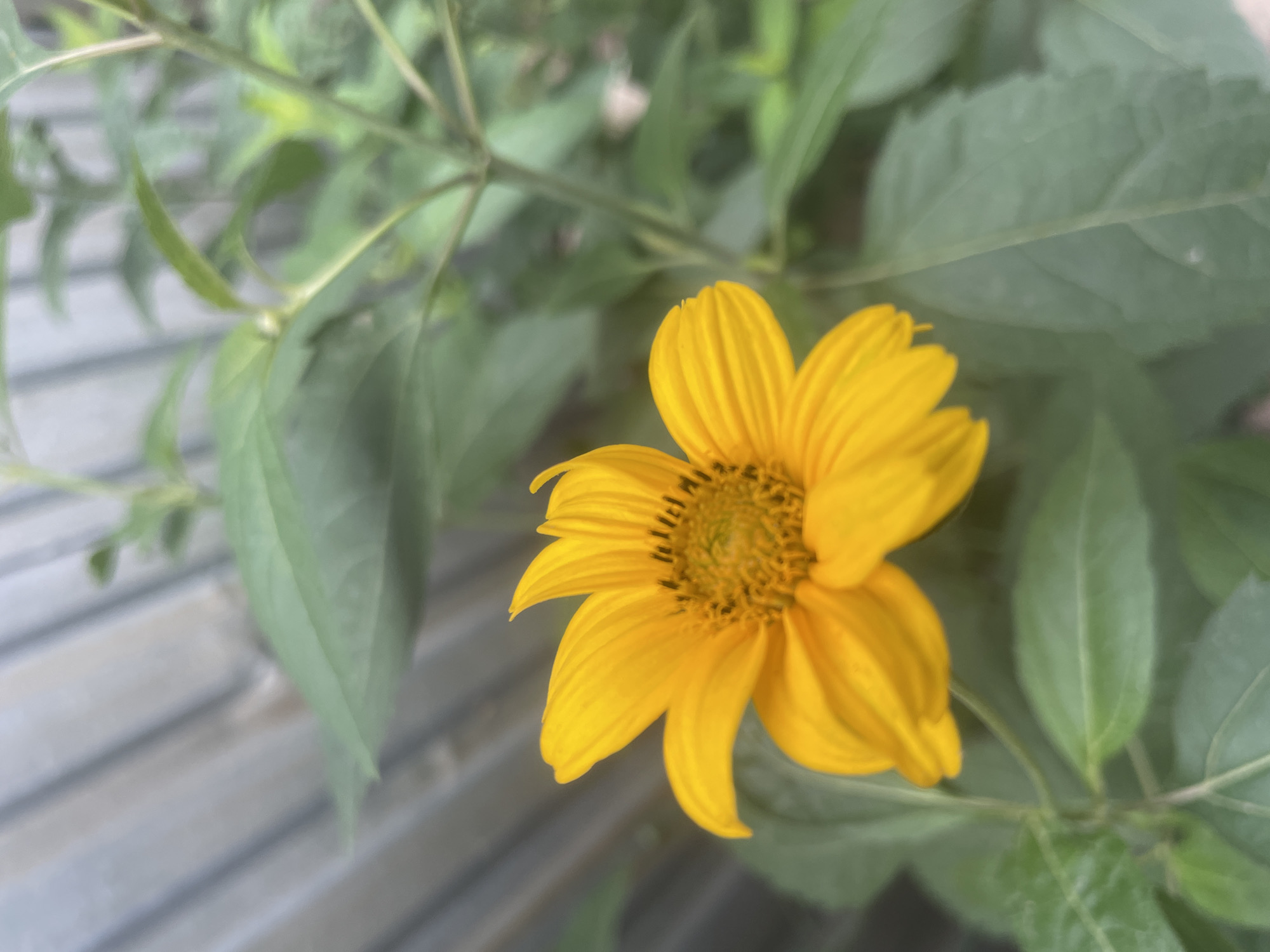 A single, bright yellow flower with dark brown stamen is in the foreground, slightly left of center, with its petals fanned out. The flower is surrounded by green leaves and stems, which are slightly blurred. In the background, a light-colored, corrugated metal fence is visible, running vertically. The overall impression is of a garden or natural setting. No people or specific landmarks of Almaty, Kazakhstan are identifiable in the image.