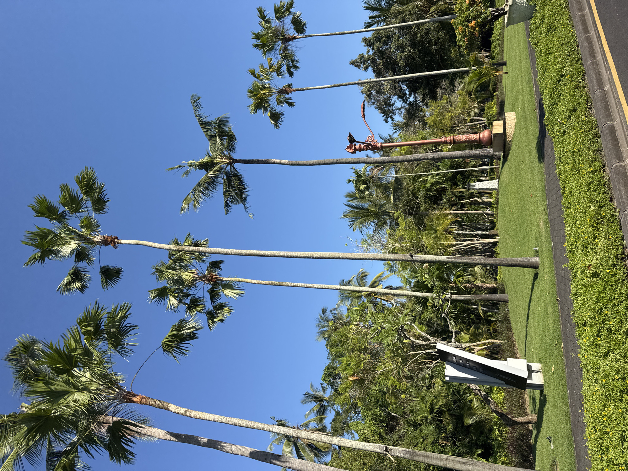 A low-angle, wide shot shows palm trees and green foliage with a clear blue sky above, in an outdoor scene in an unknown city.
The palm trees are in the foreground, with long, thin trunks and large, fan-like fronds at the top. The trees are leaning at slightly different angles, but generally point up toward the sky.
In the middle ground, there is a row of green bushes and grass, with a sidewalk and road visible on the right edge of the frame. An ornate lamp post is visible, as well as a gray monument.
In the background, there are more trees and foliage, creating a dense, green backdrop. The sky is a clear, vibrant blue.