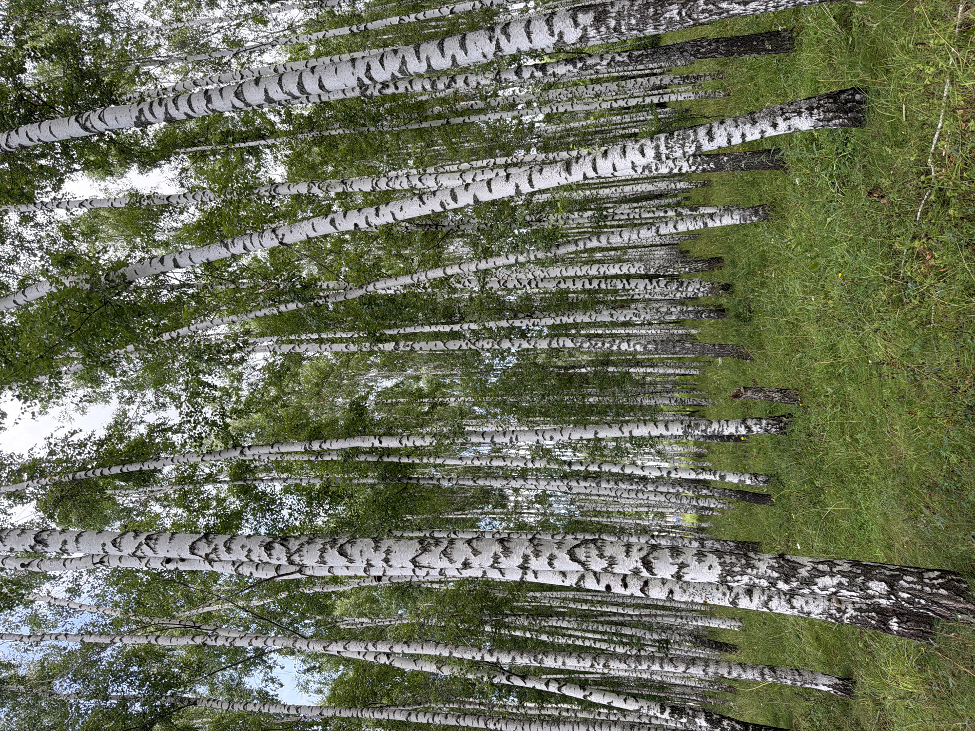 A low-angle, wide shot captures a dense forest of birch trees with white, black-marked trunks. The trees are angled and create a natural, receding pattern into the background. The forest floor is covered in lush, green grass with some scattered yellow wildflowers. The sky is overcast and visible through the canopy of green leaves. No people or animals are visible in the scene. The location is Unknown, Unknown.