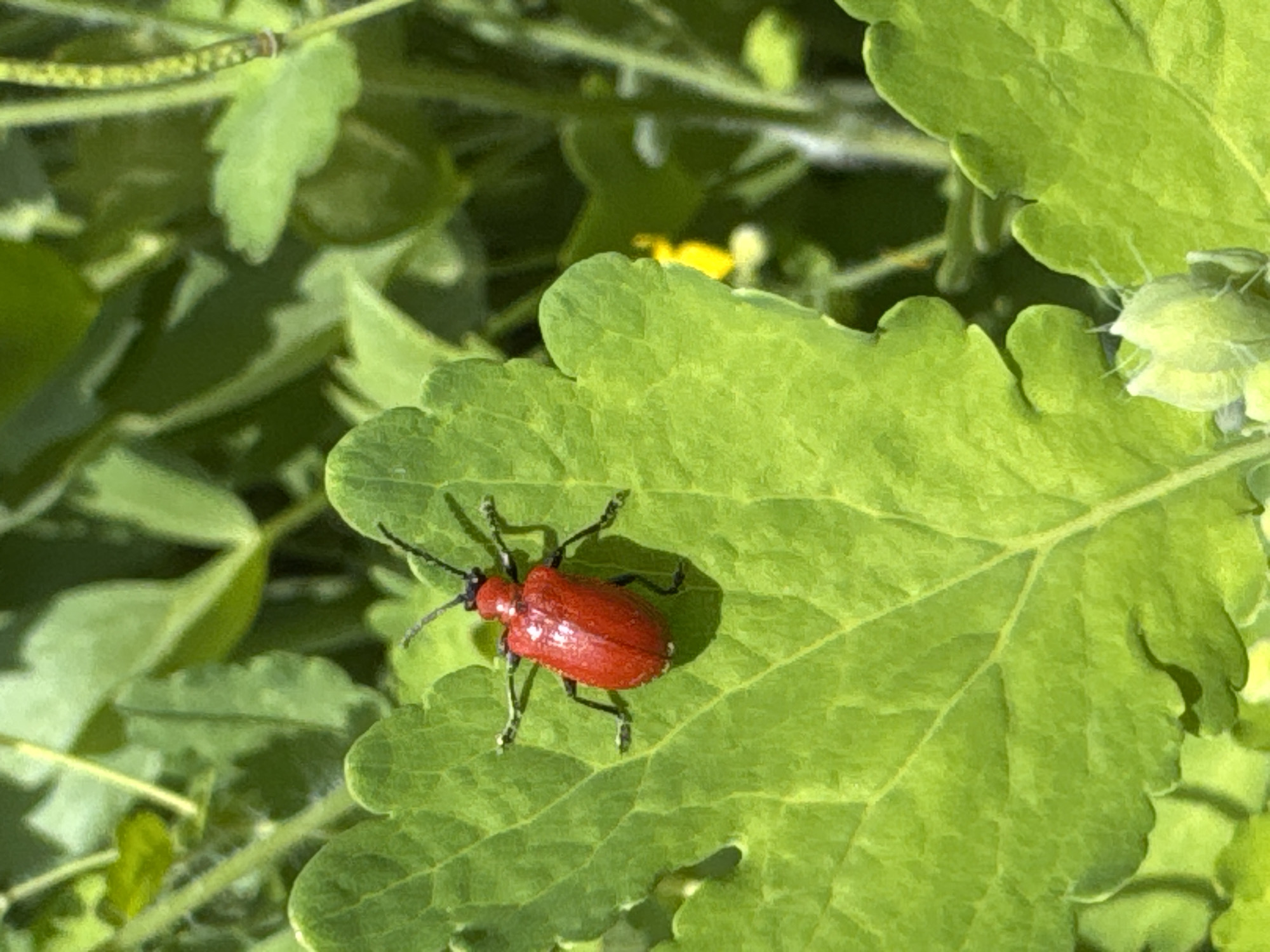 A bright red insect, possibly a lily beetle, is resting on a vibrant green leaf with scalloped edges. The leaf appears to be part of a larger plant, with other green foliage visible in the blurred background. The lighting is bright and natural, suggesting an outdoor setting. Nizhnyaya Gar', Russia is not evident in the image based on the visual information.