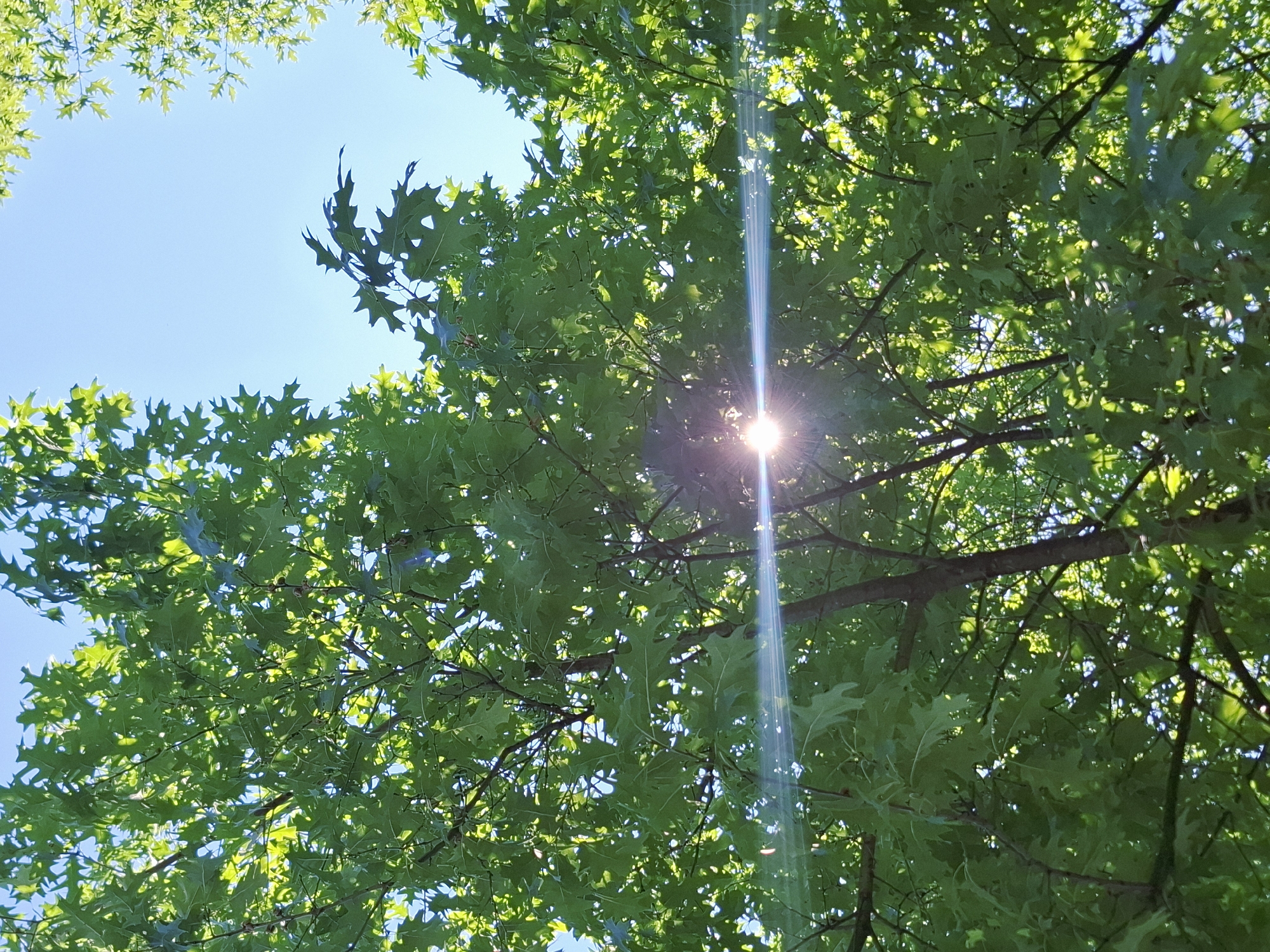 The image shows a close-up view of green oak leaves against a bright blue sky. The sun is visible through the leaves, creating a lens flare effect that streaks horizontally across the image. The leaves are bright green and appear to be from a mature tree. The image was taken in Mezdra, Bulgaria.