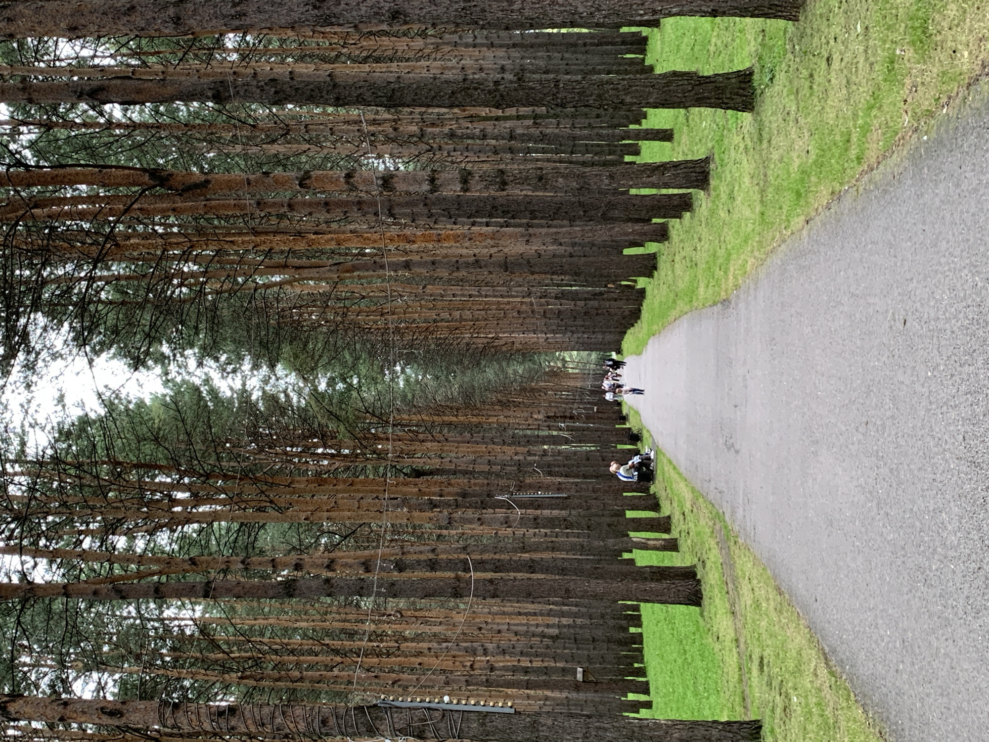The image depicts a paved pathway winding through a dense forest of tall, slender pine trees, a scene likely found in the city of Prokopyevsk, Russia. The pathway is gray asphalt and is flanked by bright green grass. Along the right side of the pathway, a group of people are walking away from the camera, their figures blurred by distance. Closer to the foreground on the left, two individuals are seated on a bench. One is wearing a blue shirt and the other a striped shirt. A single person, possibly a child, is walking away from the viewer in the middle of the path between the seated individuals and the larger group. The trees, with their rough brown bark, form a natural corridor, and the sky above is overcast. Some trees have wires or ropes strung between them, possibly for decoration or lighting.