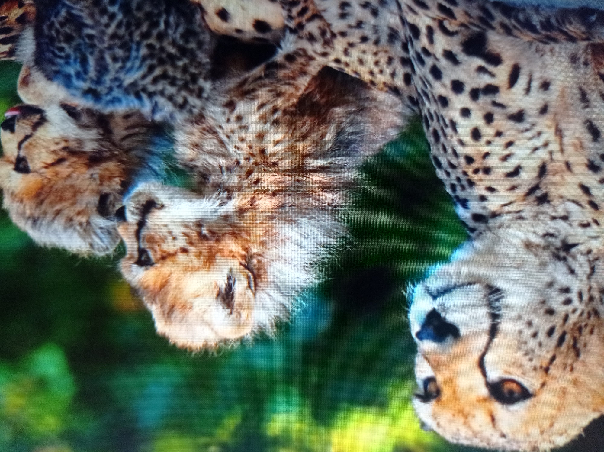 The image shows a close-up of a mother cheetah with two cubs. The mother cheetah is on the left, facing forward with her head slightly turned to the right. She has distinctive black tear marks running from her eyes to her mouth. Her fur is tan with black spots. The two cubs are nestled together to the right of the mother. One cub is larger and facing to the right, with its mouth open and tongue visible. The other cub is smaller and partially obscured, facing to the left. They both have fluffy, spotted fur. The background is a blur of green foliage, suggesting an outdoor, natural environment. There is no indication of the city of Mukachevo, Ukraine, or any urban elements within the image.