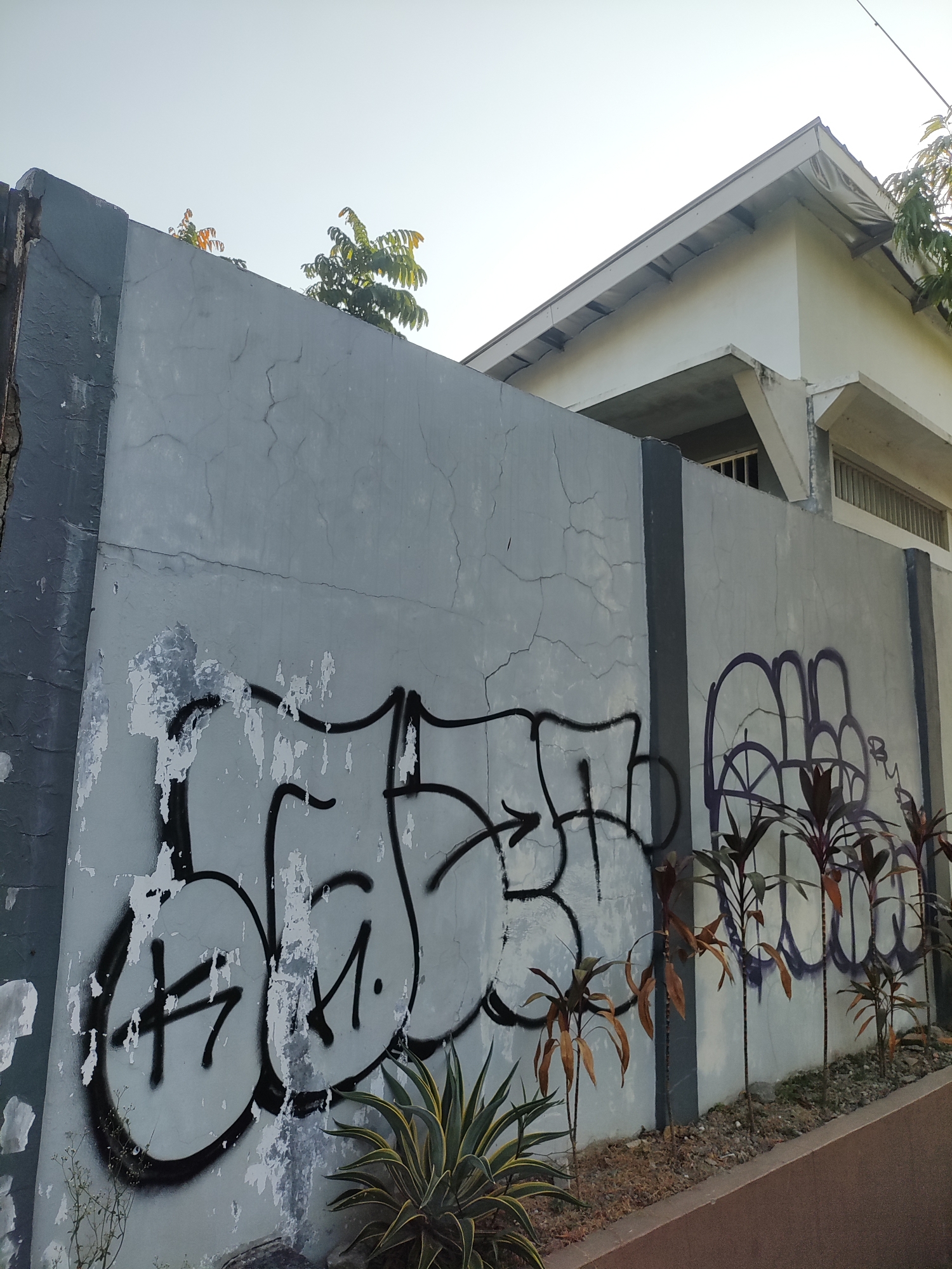 This image depicts a section of a gray concrete wall in Cirebon, Indonesia, covered in graffiti. The wall is cracked and shows signs of peeling paint. On the left side, black graffiti with thick outlines is prominent, featuring bubble-like letters and arrow shapes. To the right, purple graffiti with a similar style is visible. In front of the wall, small plants with spiky green and yellow leaves, as well as plants with narrow, dark red leaves, are growing in a strip of dirt. A brown pathway runs along the bottom of the image. In the background, a white building with a slanted roof and visible window frames can be seen. The sky is clear and bright, suggesting it is daytime. The overall scene appears to be an outdoor urban environment, likely a wall bordering a property or public space.