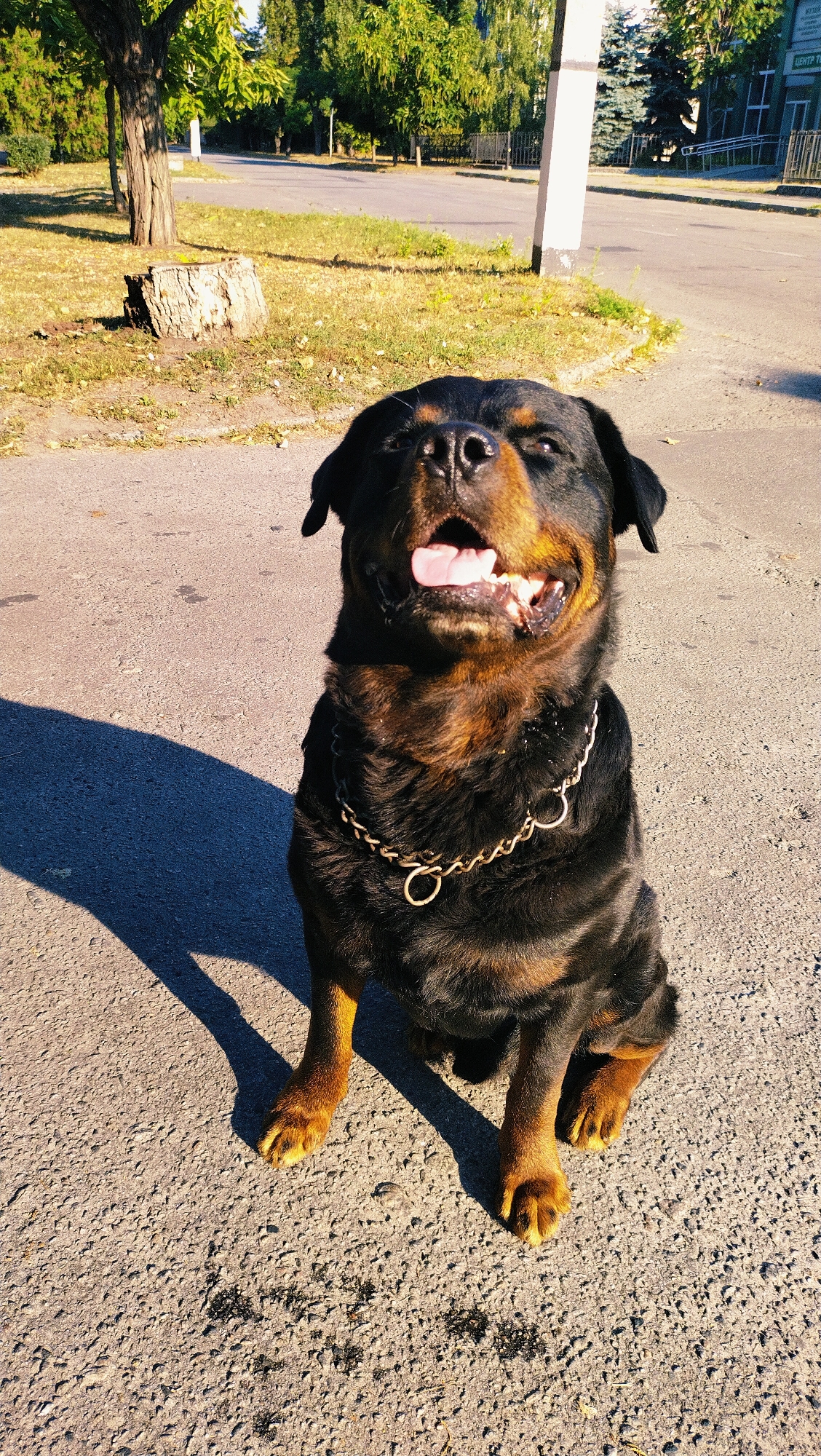 A Rottweiler dog is sitting on a paved surface outdoors in Horishni Plavni, Ukraine, possibly near a park or residential area given the presence of trees and a road in the background. The dog is facing the camera with its mouth open and tongue visible, appearing to be panting or excited. It is wearing a metal chain collar. The sun is casting a strong shadow of the dog to its left, indicating it is daytime with the sun at a low angle. The environment includes a tree stump, grass, and a road with a building in the distance.