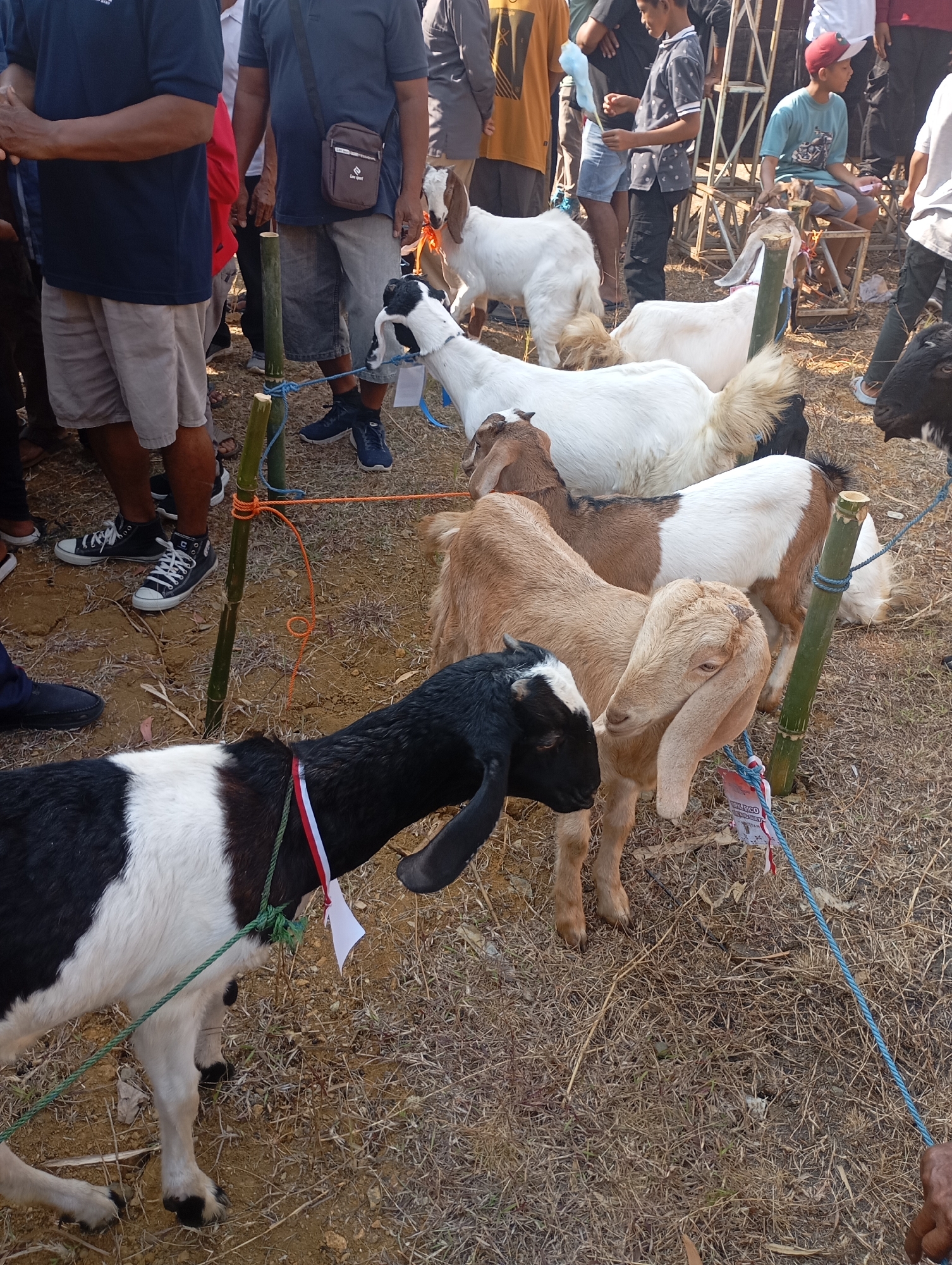 A group of people and goats are gathered outdoors in what appears to be a dusty, dry environment, possibly Ketepung, Indonesia. In the foreground, a black and white goat is tethered by a green rope. Further back, several other goats are visible, including a tan goat with long ears and a white and brown goat. People in casual clothing, including t-shirts, shorts, and sneakers, are present, some standing and others sitting. One person is wearing a red baseball cap. The scene includes bamboo poles, ropes, and what looks like a temporary structure in the background. The overall impression is of an outdoor market or gathering, potentially related to livestock.