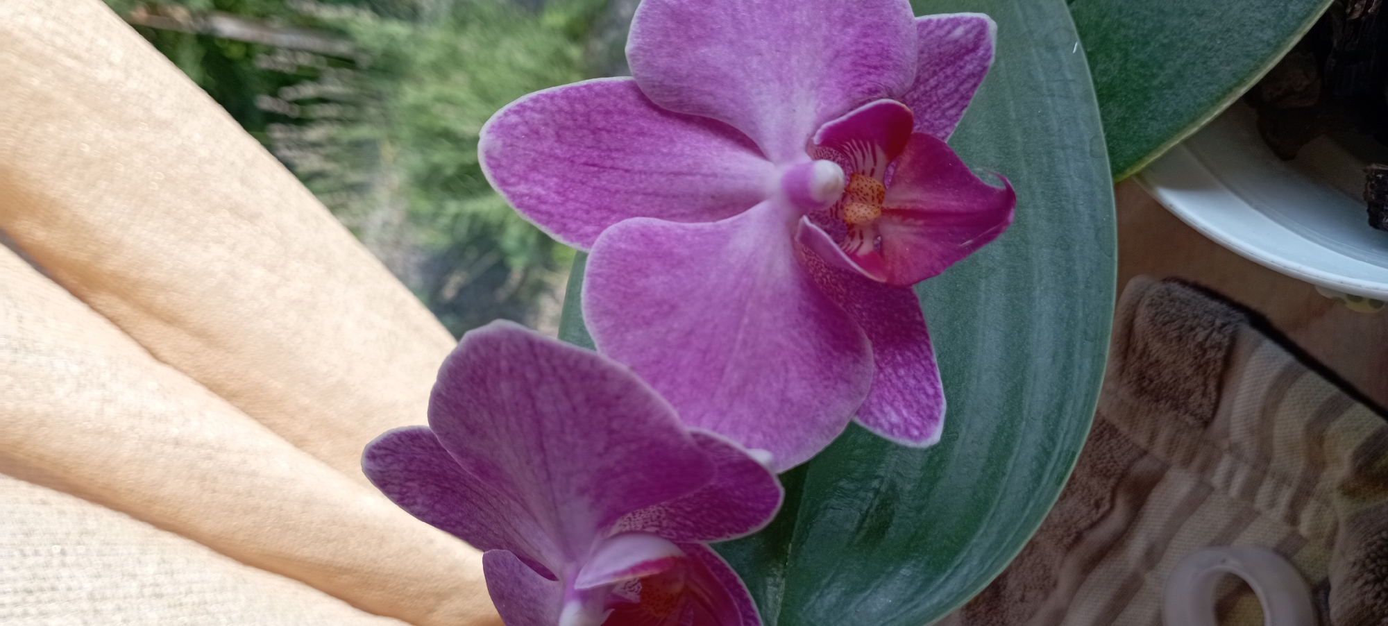 Two pink orchids are in full bloom, one slightly in front of the other, with green leaves visible below them. Behind the orchids, a beige fabric curtain is draped, and further in the background, out-of-focus greenery suggests an outdoor environment. The scene is indoors, with the orchids positioned near a window. The photograph was taken in Radisne, Ukraine.