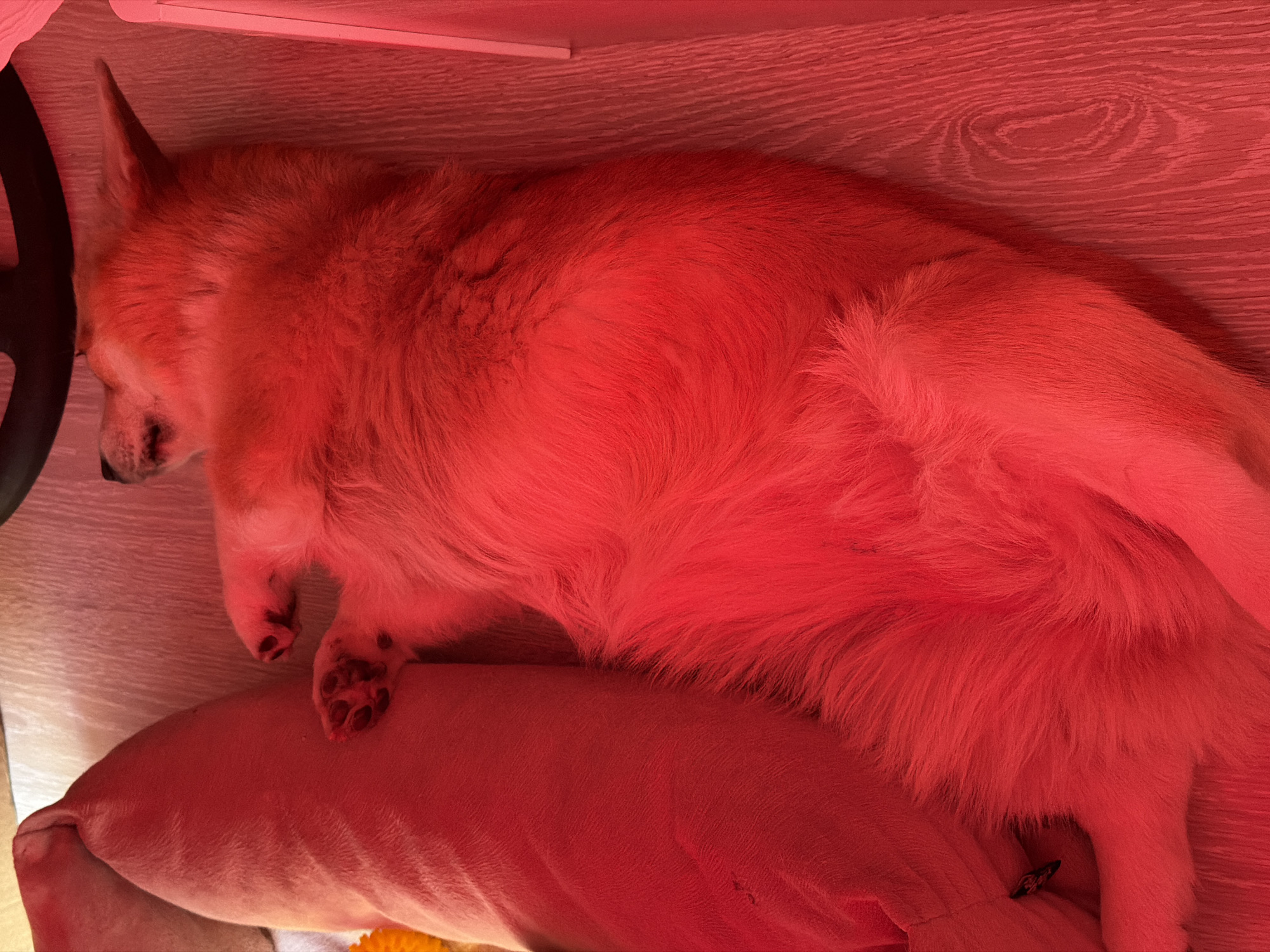 A red-filtered, indoor image depicts a light brown dog, possibly a corgi, lying on a red pillow. The dog is lying on the pillow, with its paws visible. The dog appears to be sleeping. In the background, a light-colored wooden surface is visible, suggesting a desk or table. There is also a black object partially visible in the upper-left of the image, possibly part of a chair. The photo was taken at an unspecified indoor location in Chaikovsky, Russia.