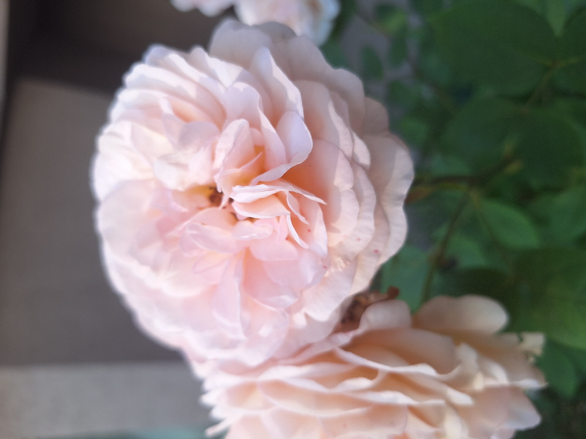 This media file is a close-up photograph of several pale pink roses. The focus is on the intricate layers of the petals, which are soft and delicate, with subtle variations in color ranging from light peach to almost white. Some of the petals have slightly darker, reddish-brown tips, indicating natural aging or minor damage. The roses are positioned in the foreground, with the background blurred to create a shallow depth of field. To the right of the roses, out-of-focus green leaves are visible, suggesting they are part of a rose bush or garden. The overall lighting suggests it is daytime, with soft light illuminating the flowers. The image evokes a sense of gentle beauty and natural serenity. There is no visible text in the image. The context of Sviatopetrivske, Ukraine, implies an outdoor setting, likely in a garden or park.