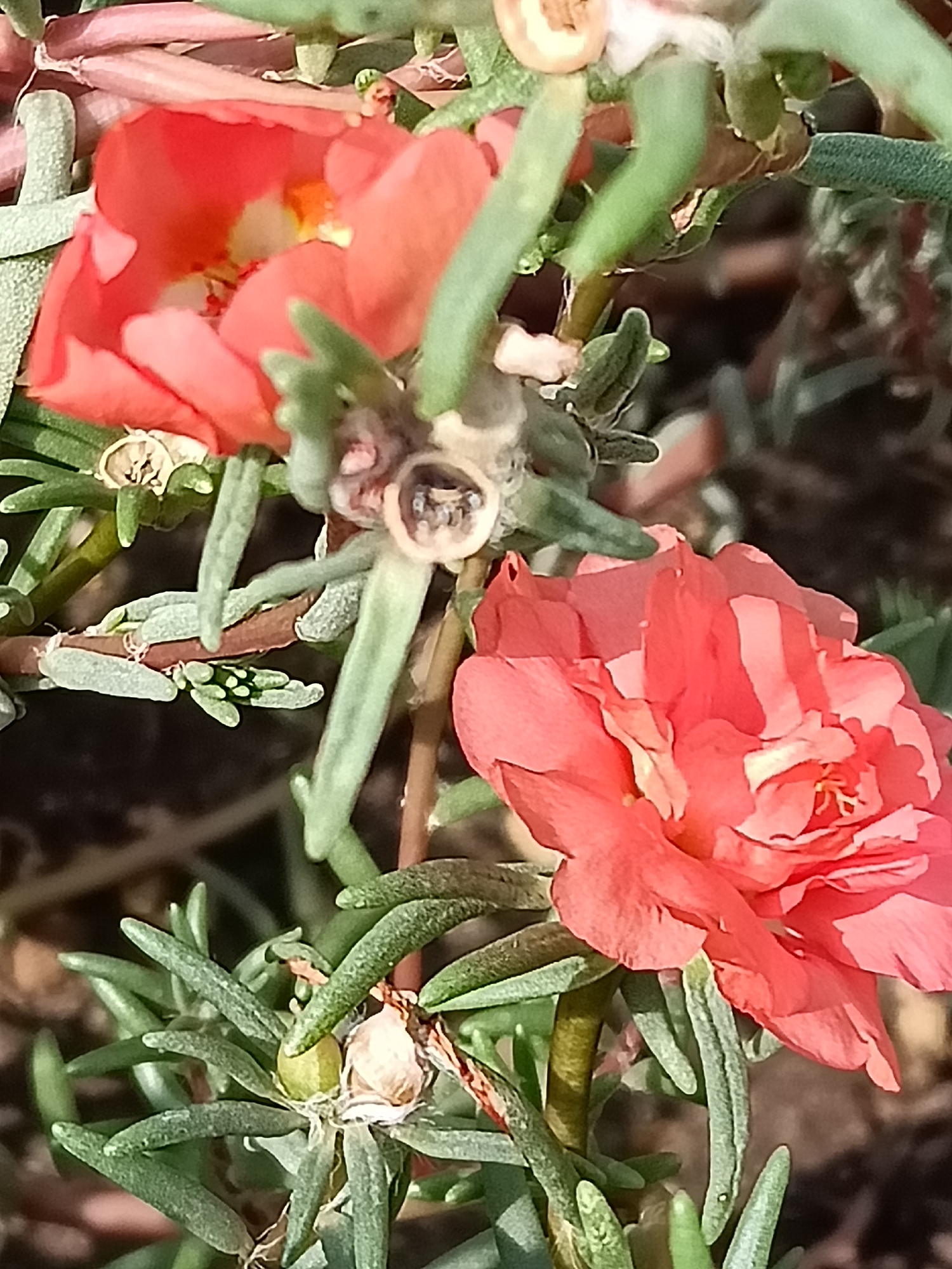 The image shows a close-up of a flowering plant with vibrant coral-colored petals and green, succulent-like leaves. Several buds and developing seed pods are also visible, some with a pale green hue and others with a dried, papery appearance. The background is out of focus, suggesting a natural outdoor environment, possibly a garden or park. There are no people or animals present in the image. The scene appears to be a still life, focusing on the details of the plant's structure and coloration. The image does not contain any visual information that would allow for the identification of its specific location within Lotskyne, Ukraine.