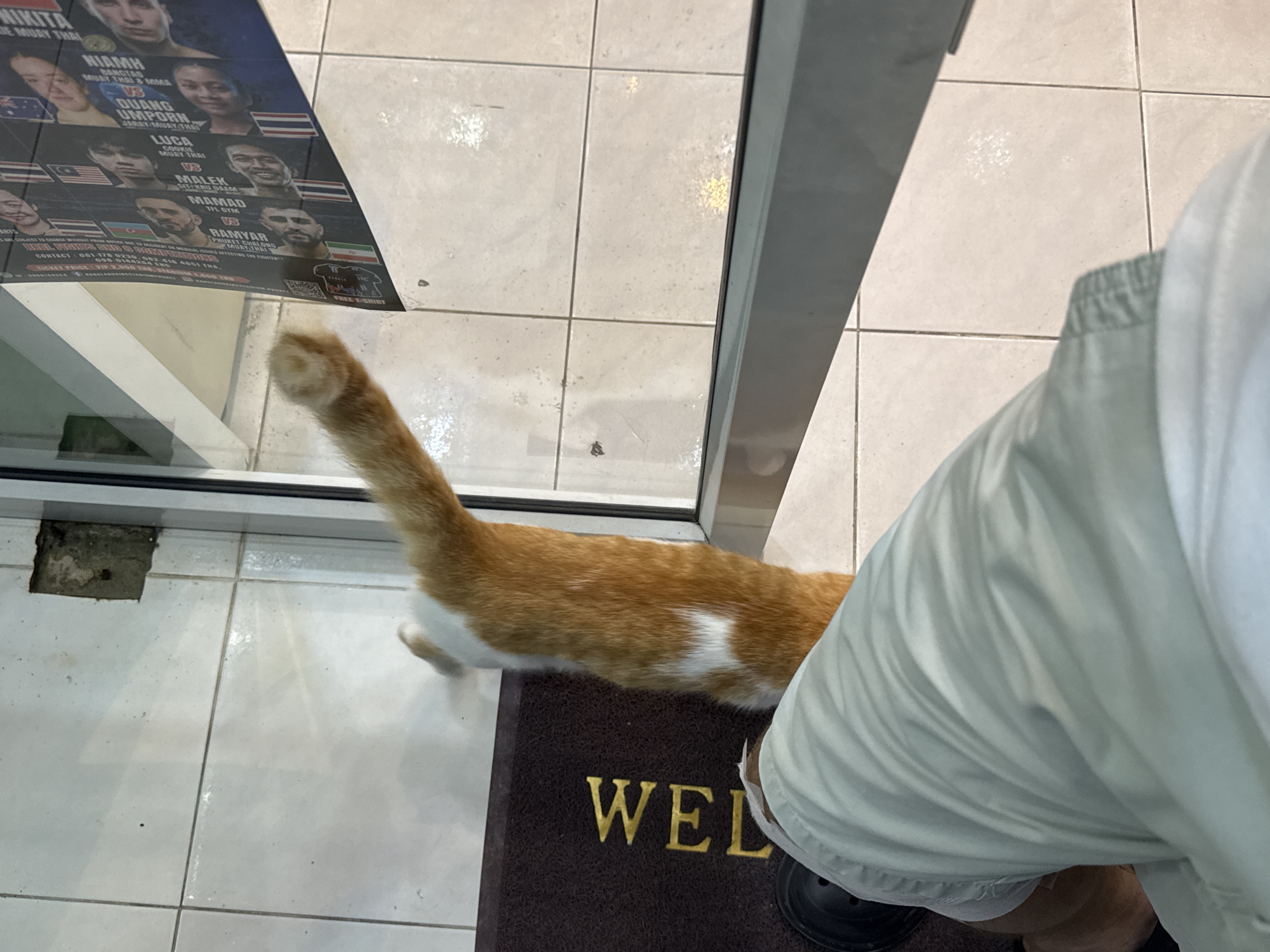An orange and white cat is extending its front paw towards a glass door, possibly attempting to enter or exit a building. The cat is positioned on a brown doormat with the word "WEL" visible. In the foreground, a person's legs are visible, clad in light-colored pants. The environment appears to be an interior space with tiled flooring. Reflected in the glass door is a poster or banner featuring images of fighters. The scene is set in Karon, Thailand, suggested by the promotional material in the reflection.