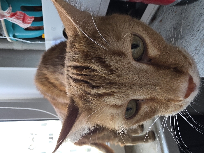 The image presents an eye-level, head-on perspective of an orange tabby cat positioned indoors. The cat's face dominates the foreground, featuring prominent green eyes with dark vertical pupils, a pink nose, and numerous white whiskers. Small dark specks are visible on the fur beneath both eyes. The cat's fur shows distinct orange stripes, particularly on its forehead and the visible portion of its back. Its body, also orange and striped, is partially visible behind its head, arched towards the left and appearing to be on a flat, light-colored surface, possibly a windowsill or countertop. To the left, a brightly lit window provides ambient light. In the background, to the right of the cat, household items are discernable, including a teal-colored plastic basket containing a red and white striped cloth, and a segment of a white appliance. The scene takes place within the city of Chaikovsky, Russia.