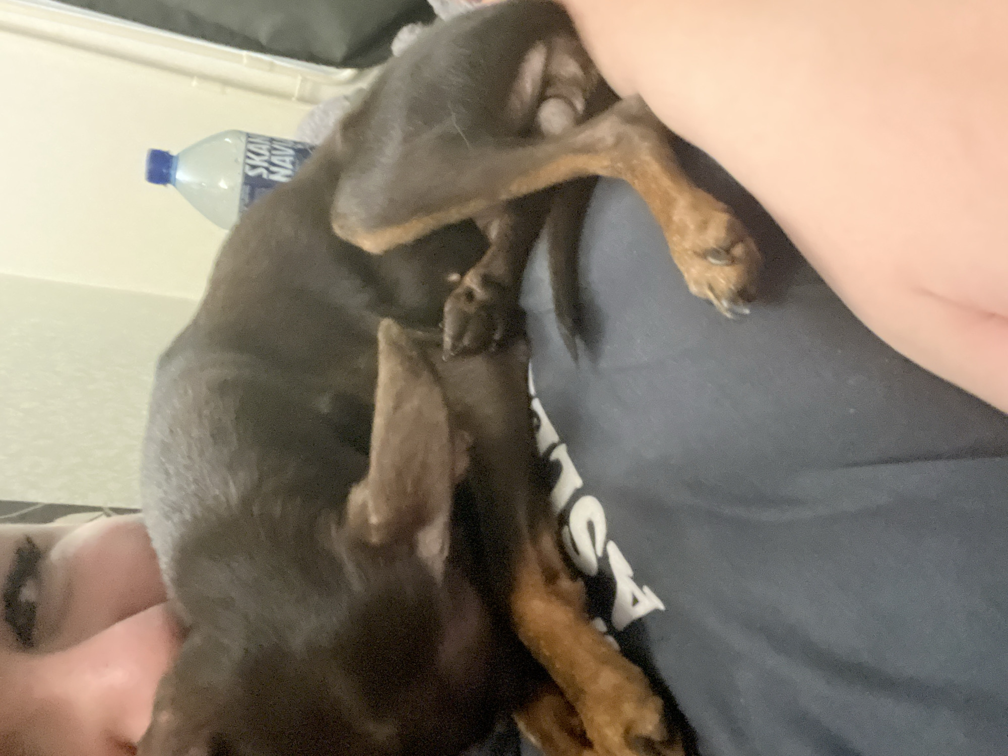 A close-up image shows a dark brown and tan dog lying on a person wearing a dark gray t-shirt. Part of the person's face is visible in the bottom left of the frame. A bottle of water labeled "SKAV" is in the background. The location is not evident in the image.