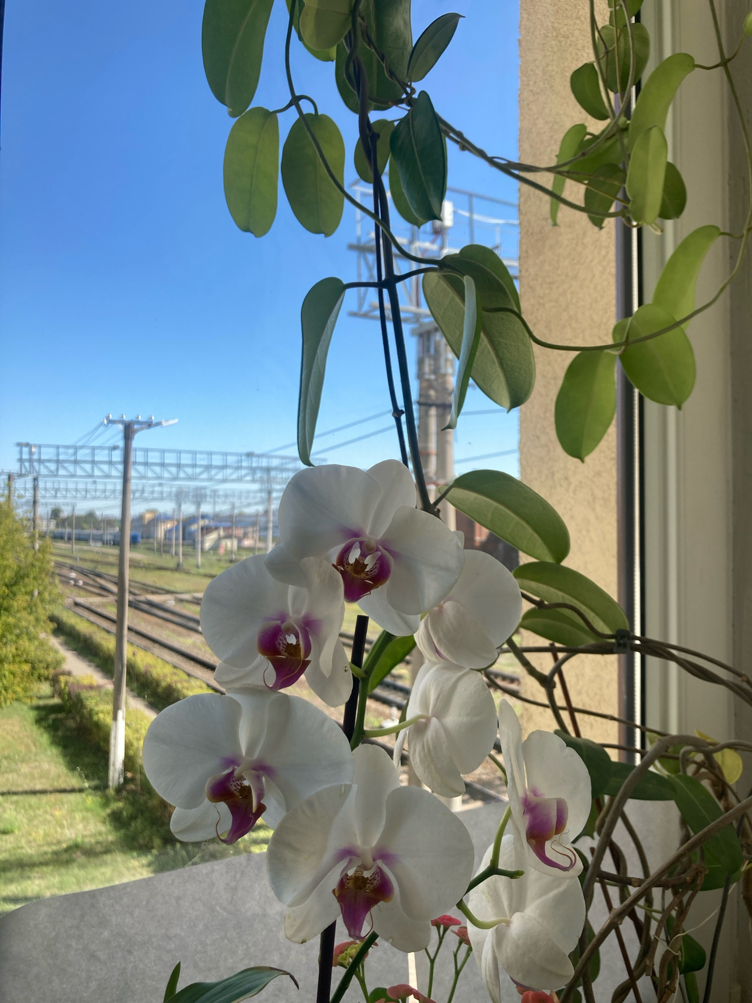 A close-up, eye-level shot features a cluster of white orchids with purple centers, framing a view of a train track junction under a clear blue sky. The orchids, which are the primary subject, are lush and vibrant, with several blossoms in various stages of bloom. Behind them, a green vine with ovular leaves snakes across the frame, its tendrils partially obscuring the scene beyond.
The background reveals a wide expanse of train tracks, with multiple lines converging and branching out. Several utility poles and overhead electrical wires stretch across the landscape, indicating an active railway area. In the middle distance, buildings with light-colored facades and some greenery are visible. The overall impression is one of a domestic setting, possibly a windowsill, juxtaposed with a functional, industrial landscape.
The scene is illuminated by bright, natural daylight, casting soft shadows and highlighting the textures of the orchids and leaves. The focus is sharp on the orchids in the foreground, with the background elements slightly blurred, creating a sense of depth. The photograph does not contain any people or animals. The location is identified as the city of Brest, Belarus.