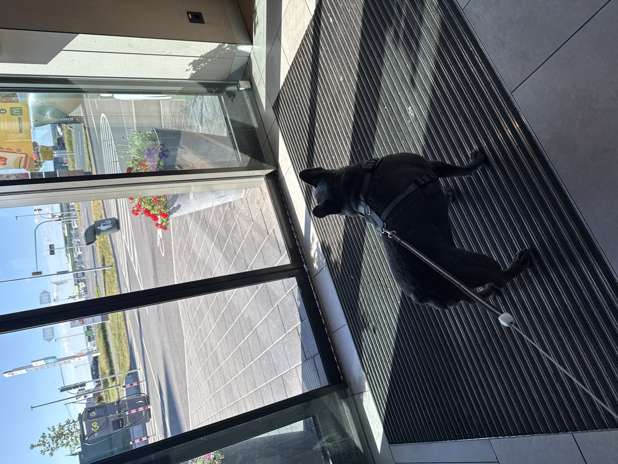 A black French bulldog stands on a dark ribbed mat just inside a glass-paneled doorway. The dog is facing away from the camera, looking out through the glass at a paved area with white lines, a black electric vehicle charging station labeled "E.ON," and traffic lights. Beyond that, there are trees and buildings. Sunlight casts shadows across the mat and the paved area. In the background, a car and a trash can are visible. Two large planters with red and purple flowers are positioned outside the doorway. The environment appears to be a public space, possibly a McDonald's, given the signage visible through the glass.