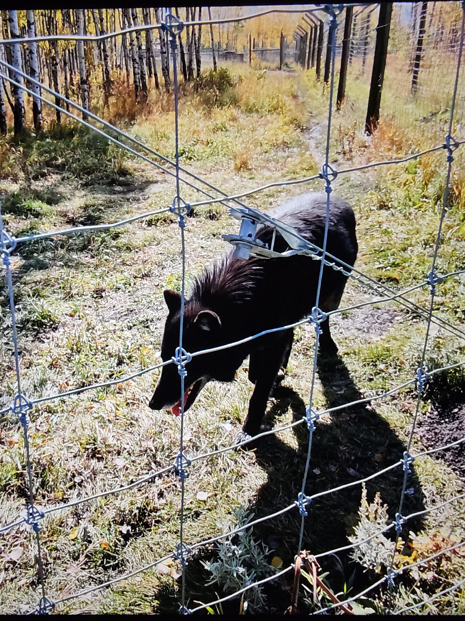 The image shows a black canine, possibly a wolf or a wolf-dog hybrid, behind a metal fence. The animal is facing the camera with its mouth slightly open, revealing its tongue and teeth. It appears to be wearing a silver tracking collar or harness around its neck and upper torso. The background consists of a grassy area with scattered dry leaves and a line of trees with yellowing foliage, suggesting an autumn setting. In the distance, a fence with wooden posts and wire mesh runs along a dirt path. The scene is illuminated by natural sunlight, casting a shadow of the animal on the ground. The image does not contain any discernible elements that would specifically place it within the city of Calgary, Canada.