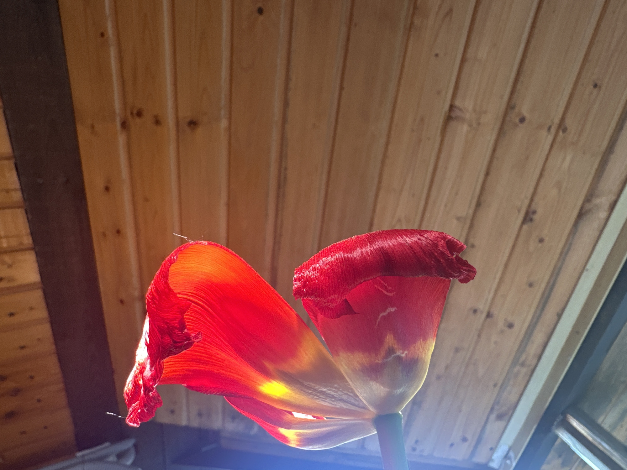 The image shows two red tulips in full bloom against a background of wooden planks. The petals of the tulips are partially open, revealing the interior of the flower. The background suggests an interior setting, possibly a house or greenhouse with wooden paneling. The location of Nizhny Novgorod, Russia, is not evident from the image.