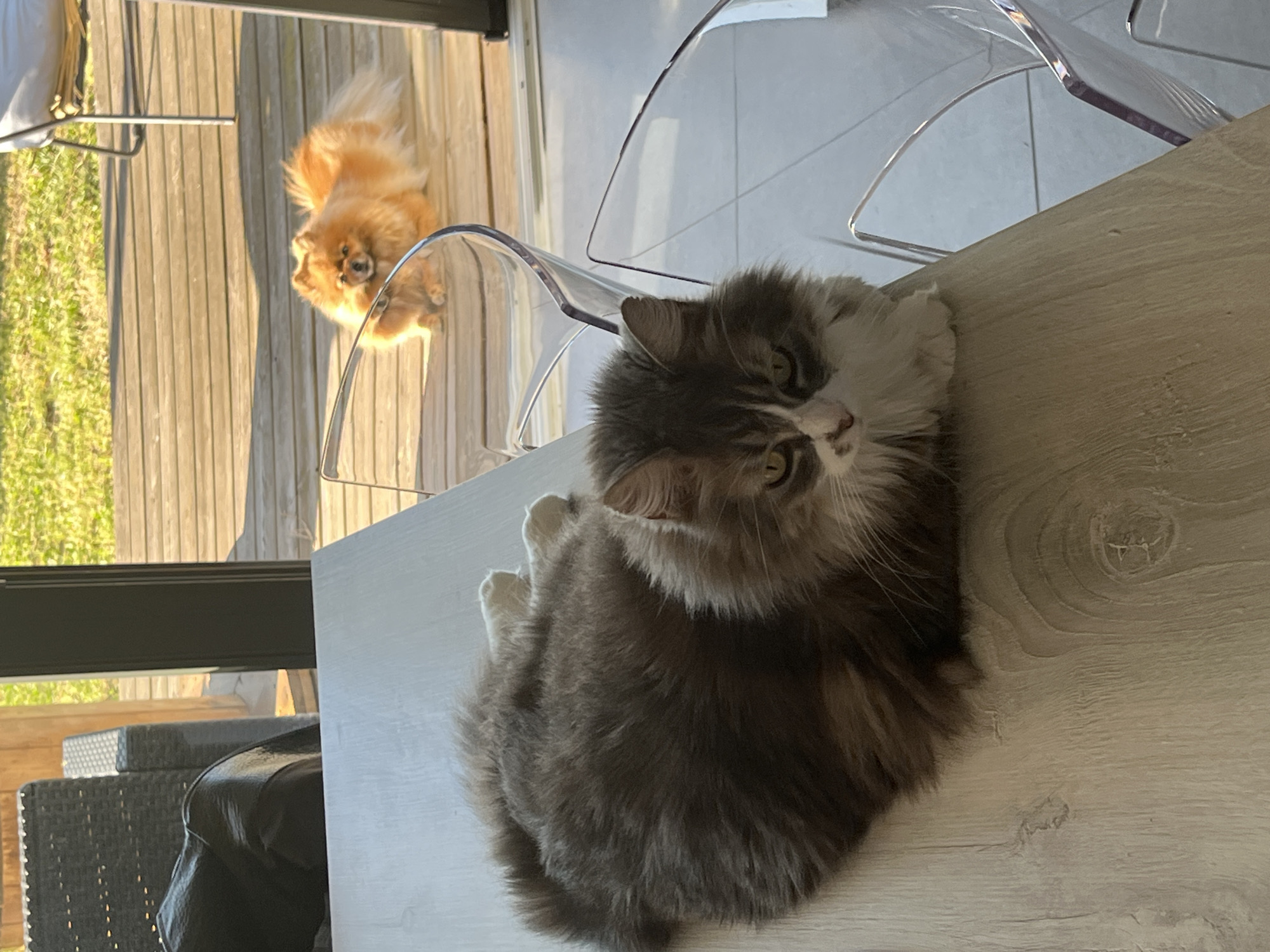 A high-angle shot taken indoors shows a fluffy gray and white cat resting on a light-colored wooden table, with a small orange Pomeranian dog visible through the transparent chair behind it. The location is Chambœuf, France. The cat is the primary subject, looking towards the camera with visible green eyes. The Pomeranian is situated on a wooden deck outside the open door, slightly blurred, and partially obscured by the chair. Outdoor furniture is also visible on the left. The lighting suggests it is daytime.