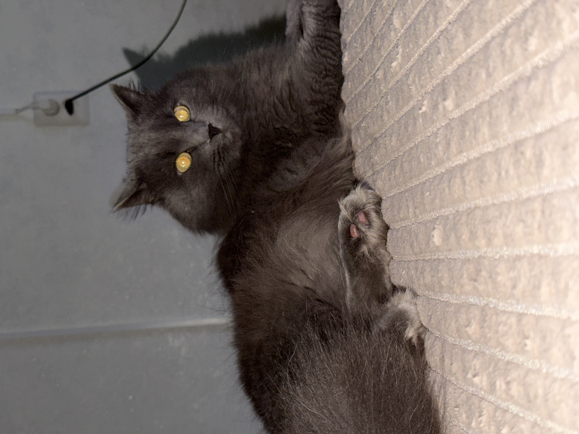 A fluffy gray cat with bright yellow eyes is lying on a textured, light-colored surface. The cat is positioned in the lower half of the frame, with its body curled slightly. Its front paws are visible, with pink toe beans showing. The background is a muted gray wall with an electrical outlet and a black cord plugged into it. There is no indication of the specific location in Chaikovsky, Russia, beyond what is inferred from the question.