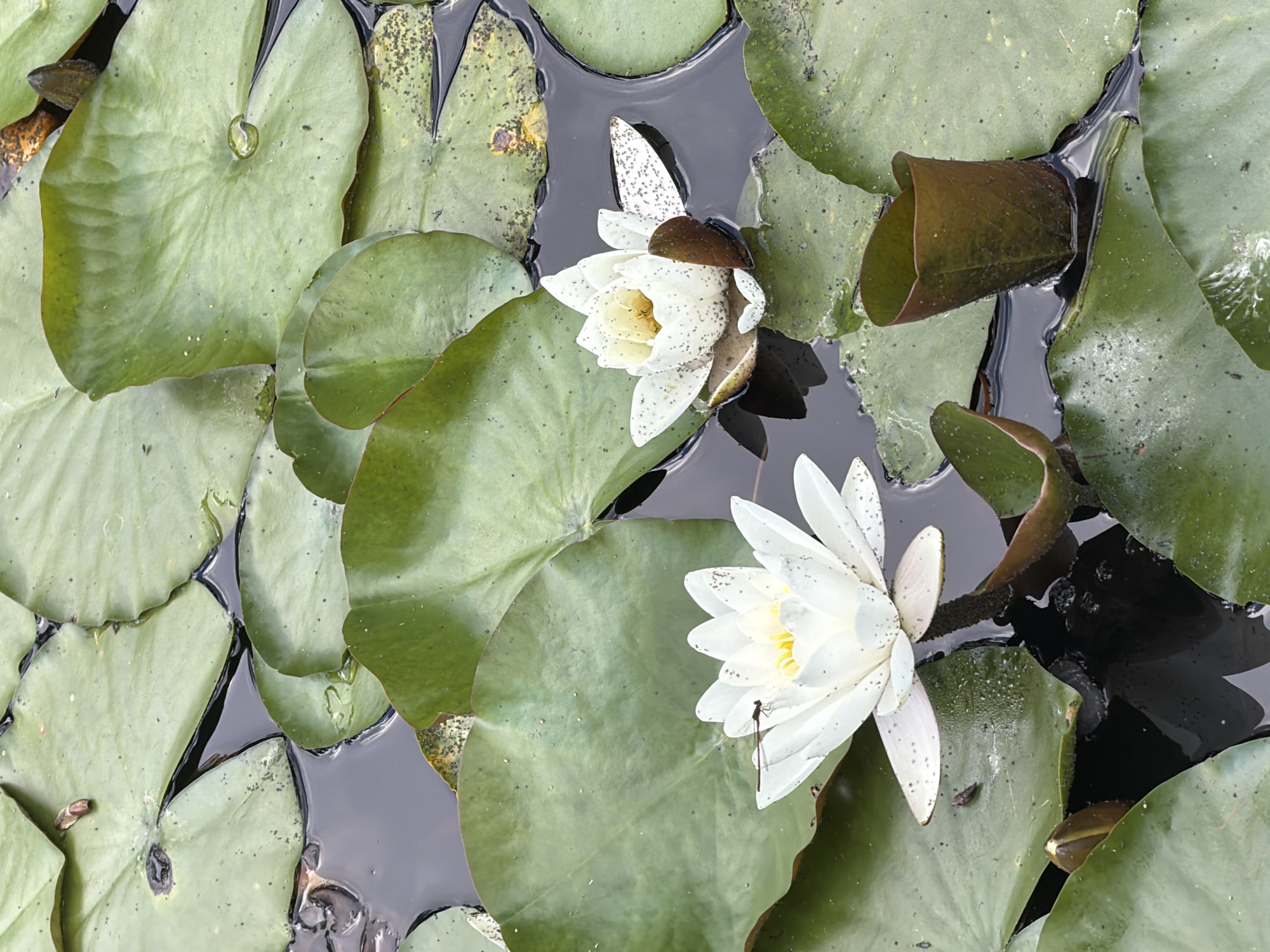 A close-up aerial view captures two white water lilies blooming amidst large, green lily pads floating on dark water. The water lilies have delicate white petals with hints of yellow at their centers, and some petals are speckled with dark spots. One lily is fully open, while the other is partially closed. Several lily pads are visible, their broad, flat surfaces interspersed with dark, reflective water. Some lily pads have a matte texture with visible veins, while others appear slightly glossy. A few dark, unopened buds or spent flowers are also present among the pads. The water's surface is mostly calm, with subtle ripples and reflections. Tiny dark specks, possibly dirt or natural debris, are scattered across the lily pads and in the water. A thin, dark-legged insect, likely a damselfly, is perched on a petal of the fully open water lily. The scene suggests a tranquil, natural setting, likely a pond or lake, possibly during daylight hours with clear or overcast weather allowing for detailed observation of the aquatic flora. The location context of Sofia, Bulgaria, places this scene in a specific geographic area. No text is visible in the image.