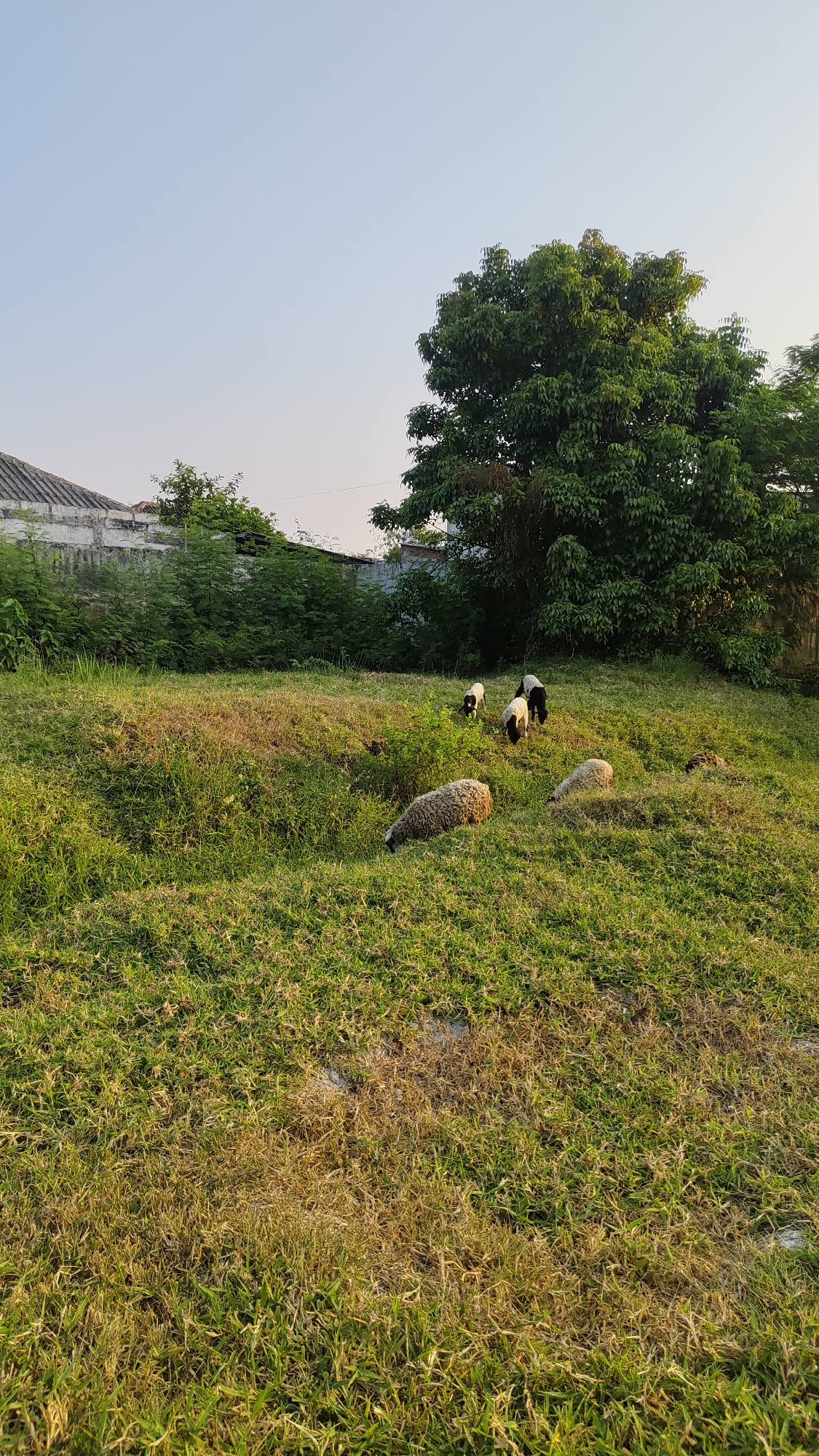 A herd of sheep graze in a grassy field with a large tree and buildings in the background. The sky is clear and blue. The ground is covered in green grass, with some patches of dry, brown grass. A white building with a tiled roof is visible on the left side of the image, behind a line of green bushes. A large, dense green tree is on the right side of the image, with its branches reaching towards the sky. In the middle of the field, several sheep are scattered. One sheep is in the foreground, facing left and grazing. Behind it, three other sheep are visible, two of which are black and white, and one is mostly white. A fourth sheep, mostly white, is further back and to the right, also grazing. The scene appears to be set in Setiamulya, Indonesia, given the vegetation and architectural style.