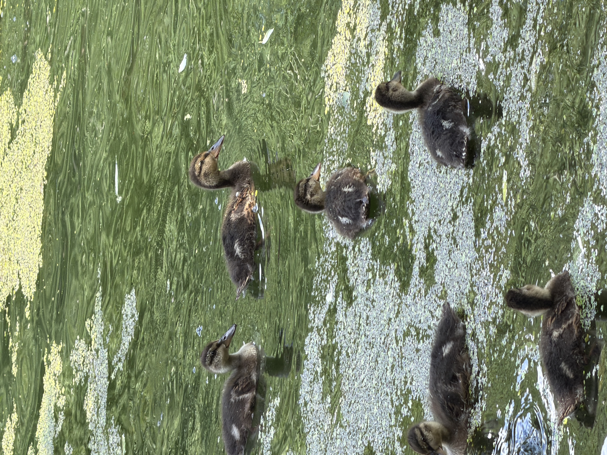 The image shows a close-up, overhead view of several ducklings swimming in a pond. The water is murky green and covered in patches of yellow and white aquatic plants. The ducklings are small and fluffy, with dark brown and tan down. Their heads are mostly up, and they appear to be looking around. Some are facing away from the camera, while others are looking towards it. The light suggests it is daytime, possibly morning or afternoon, and the weather appears calm. The scene is set in a natural environment, likely a pond or lake. There is no visible text in the image. The ducklings are the sole subjects, and their activity is swimming and exploring their watery surroundings. The overall impression is one of natural beauty and the peacefulness of young animals in their habitat.