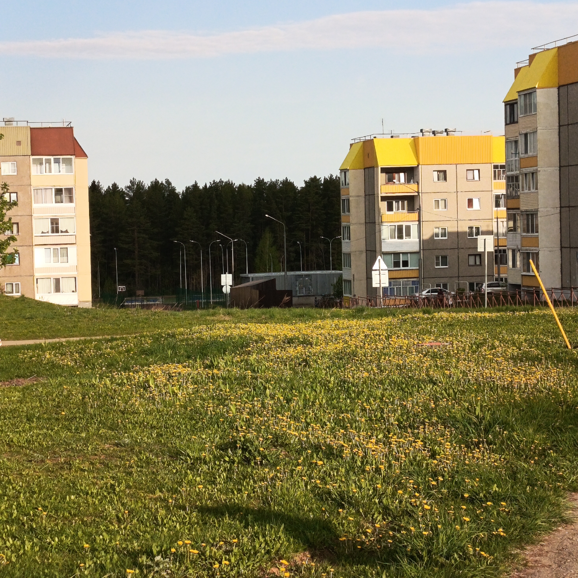 The image shows a residential area in Марковский, Russia. Two multi-story apartment buildings with light gray walls and yellow or reddish-brown roofs are visible. The buildings stand on either side of a large, grassy field covered in dandelions. A forest of tall, dark green trees lines the background. In between the buildings and the forest, there's a small utility structure and a basketball court, partially obscured by trees and street lights. A red metal fence runs along the edge of one of the buildings, and cars are parked nearby. The sky is pale blue with a thin white cloud. A yellow pole or object is visible on the right side of the image in the foreground.