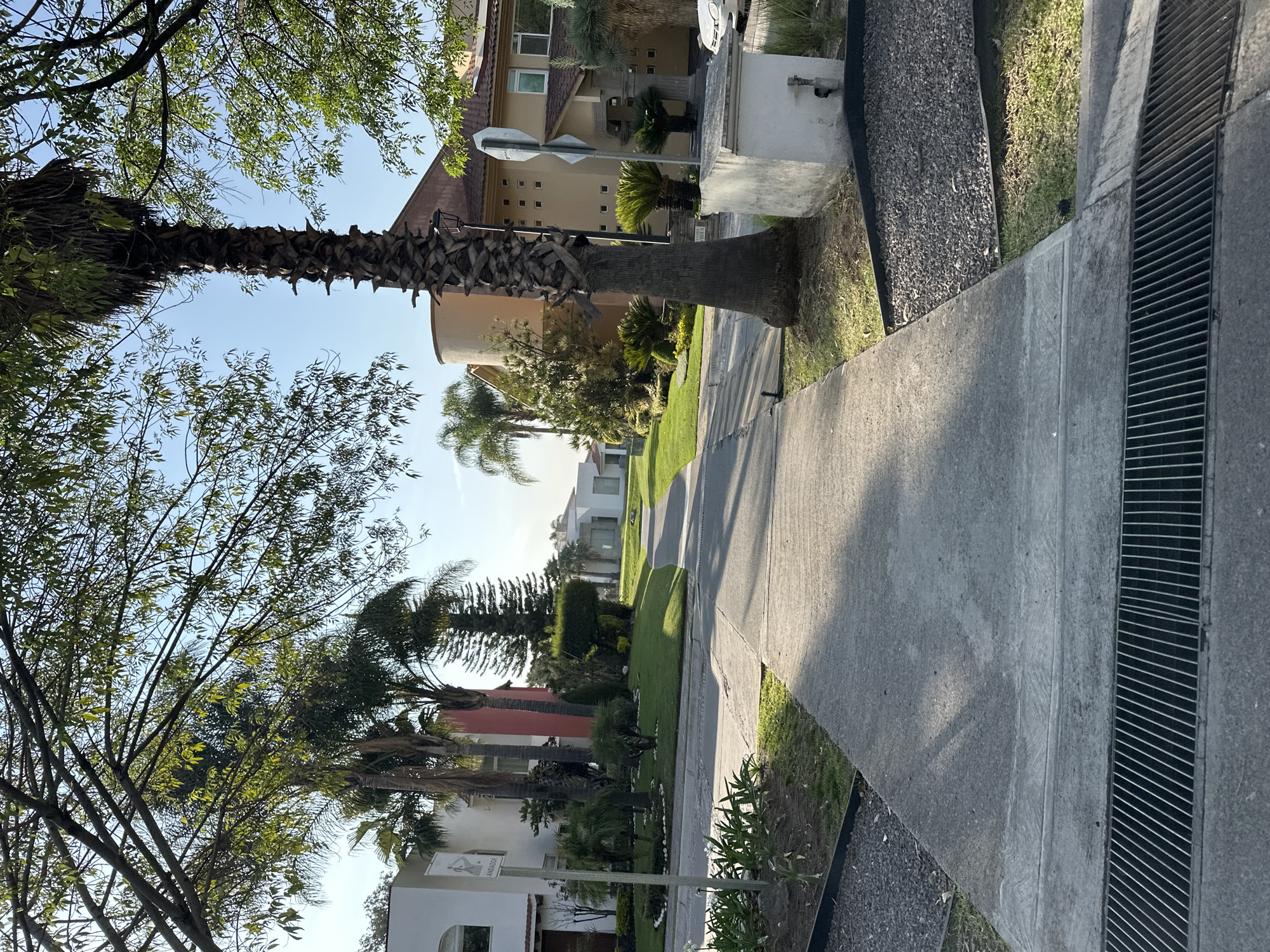 This is a vertical shot of a sunny residential street in San Bernardino Tlaxcalancingo, Mexico. The perspective is from the sidewalk, looking down a tree-lined street.
In the foreground, a prominent palm tree trunk with rough, textured bark stands on the left. Its green fronds extend out of the frame. Above, a clear, bright blue sky is visible through the sparse canopy of other deciduous trees with green leaves. Long, distinct shadows from trees and unseen structures stretch across the concrete sidewalk and the street, suggesting either a bright morning or late afternoon sun.
The scene features a well-maintained concrete sidewalk on the right, bordered by a dark-colored drainage channel with a metal grate. To the left of the sidewalk, there's a strip of lush green grass separating it from the street. The street itself appears to be asphalt.
Along both sides of the street, a series of houses are visible, displaying varied architectural styles. They feature stucco facades in colors like beige, white, and red, and some have traditional tile roofs. Each house is set back from the street with manicured green lawns and ornamental landscaping, including smaller palm trees and shrubs. No people or vehicles are present, giving the scene a quiet and peaceful ambiance.
A white, rectangular sign is visible on the left side of the street, featuring a dark silhouette of a walking person and the Spanish word "ANDADOR" printed beneath it, indicating a pedestrian walkway.