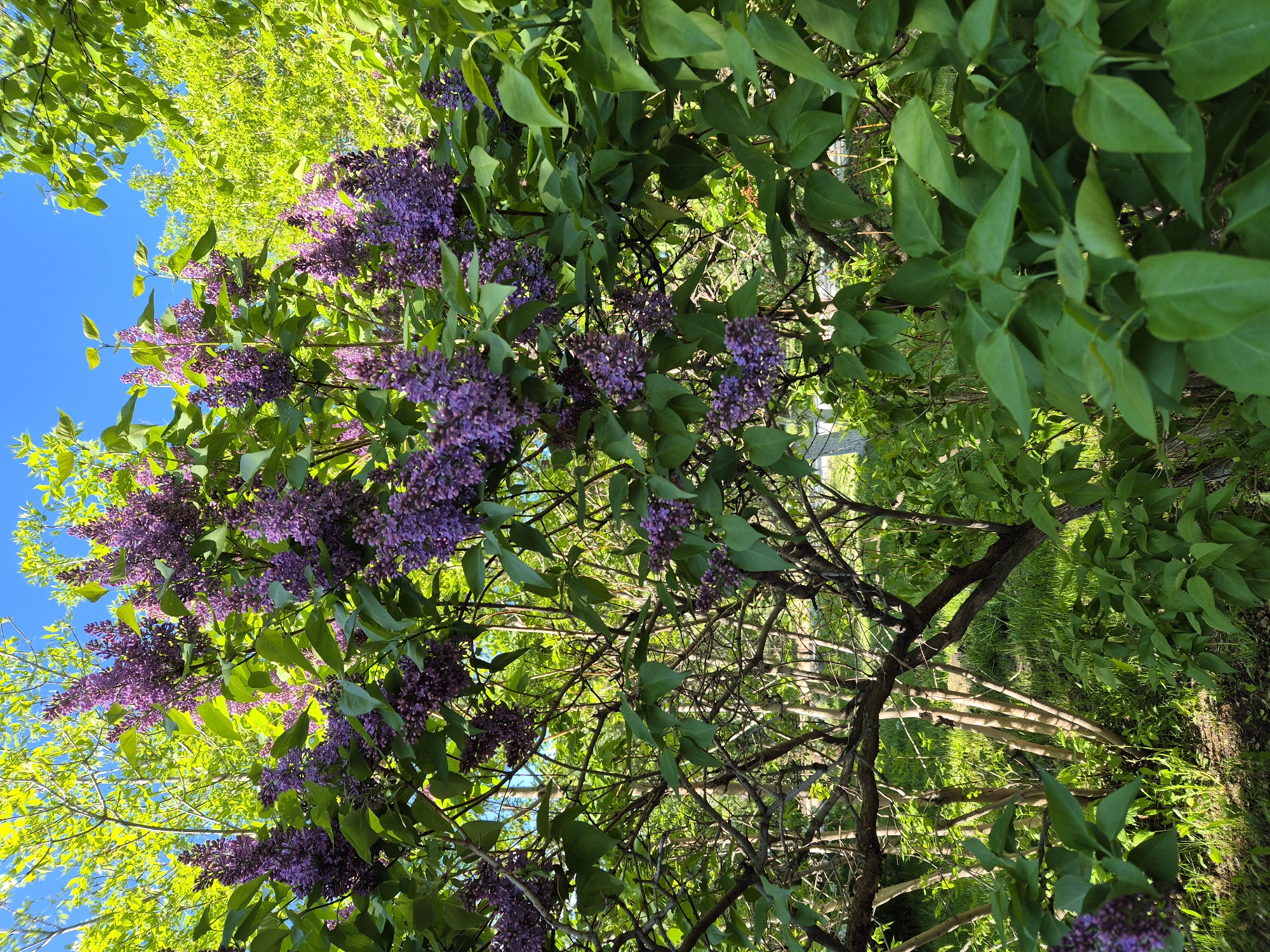 The image shows a close-up, upward-angled view of a lilac bush in bloom, possibly in a yard or garden. The location appears to be in a sunny outdoor setting. The bush is laden with clusters of small purple flowers amidst green leaves. Blue sky is visible through gaps in the foliage, suggesting clear weather. In the lower part of the picture, bare branches can be seen, indicating the structure of the bush. No people are visible in the image.