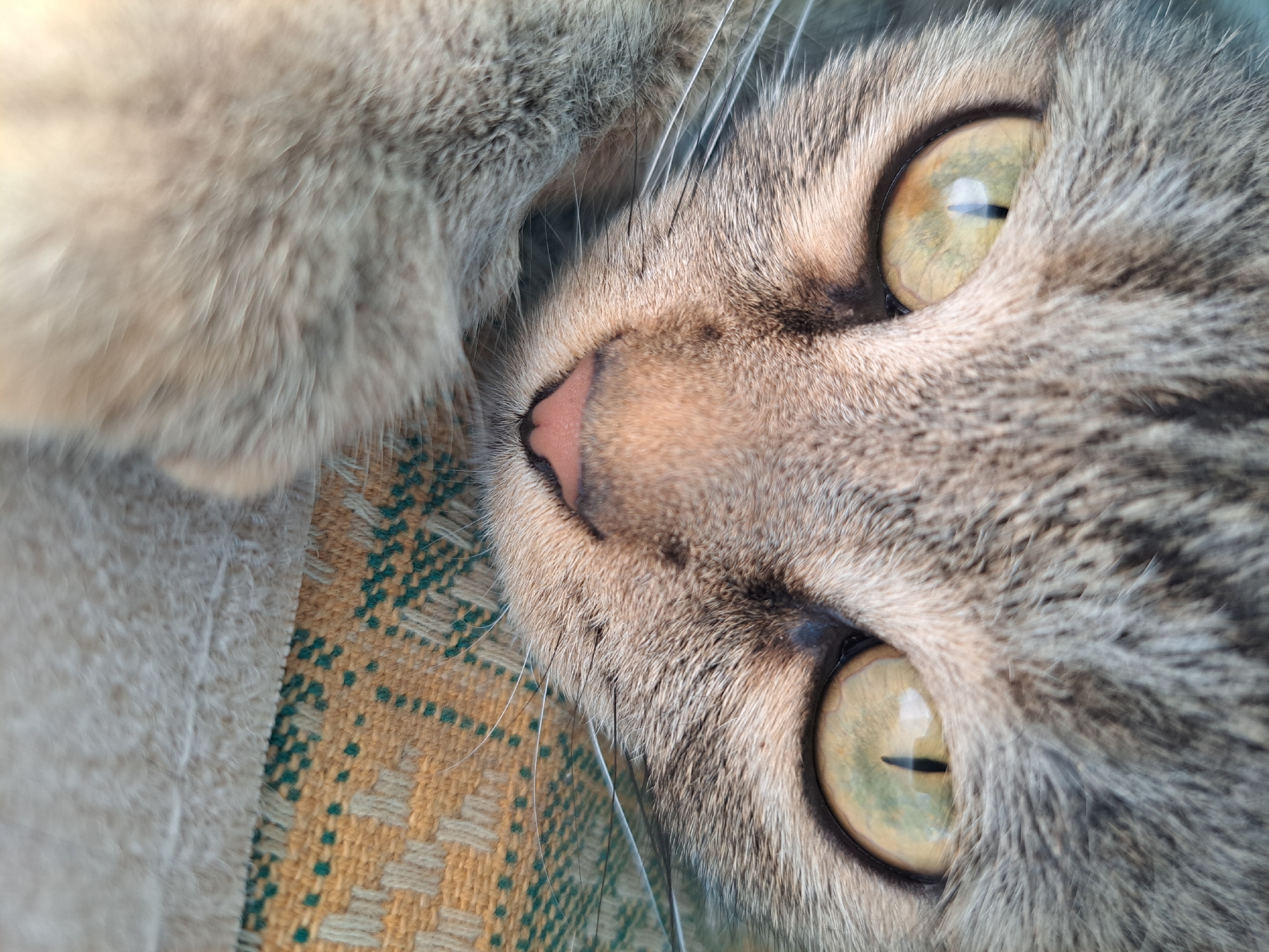 The image is a close-up, eye-level, medium shot of a domestic cat's face. The cat has tabby markings with prominent gray and brown fur. Its eyes are large and a striking green-yellow color with slit pupils, reflecting light. The cat's nose is pink and heart-shaped. Long, thin whiskers extend from its muzzle. The cat is resting on a textured surface with a woven pattern of yellow and green threads. The background is blurred, focusing all attention on the cat's face. There is no indication of the city of Vypasne, Ukraine, in the image.