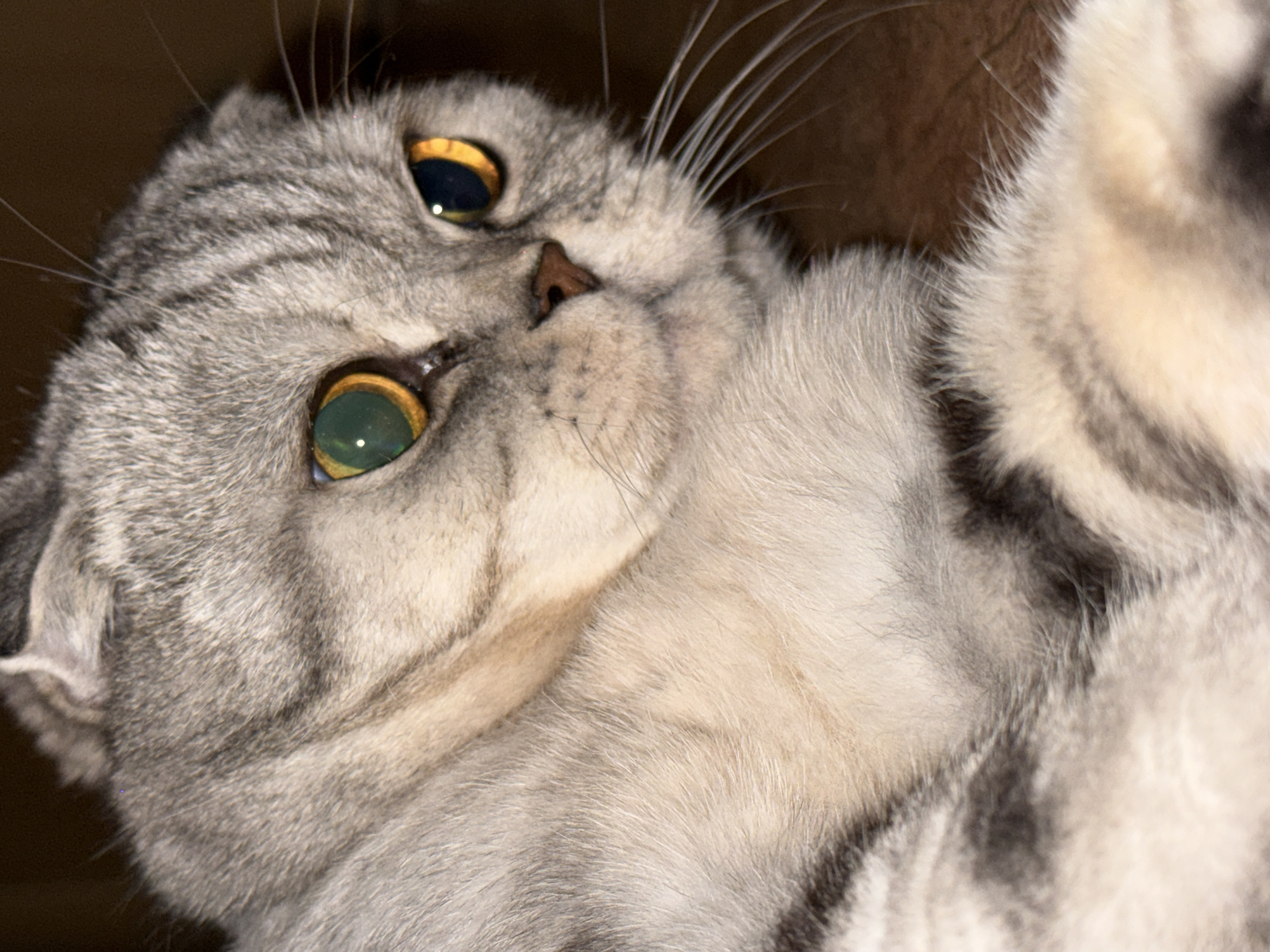 A close-up shot of a Scottish Fold cat's face shows its distinctive folded ears, large round eyes with green irises and yellowish-orange pupils, and grey tabby fur. The cat is positioned with its body partially visible, appearing to be lying down, with its head turned to the right. The background is a dark, indistinct brown, suggesting an indoor environment, possibly a couch or carpeted surface. The lighting highlights the cat's fur and eyes.