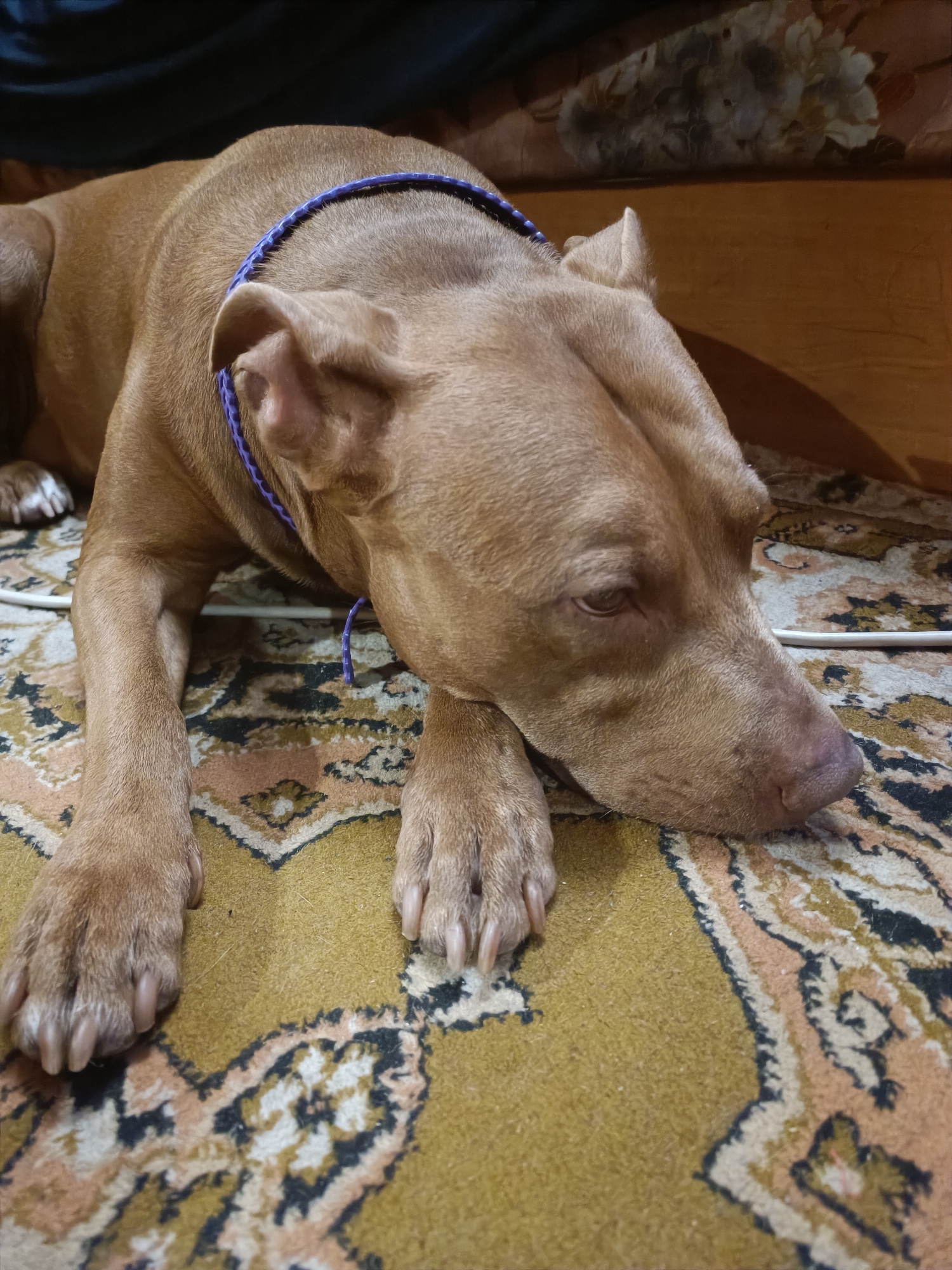 A tan pit bull dog is lying down on a patterned carpet, its head resting on its paws. The dog has a purple braided collar with a matching leash. The background shows a dark, out-of-focus area and a wooden surface with a floral pattern. The scene appears to be indoors.