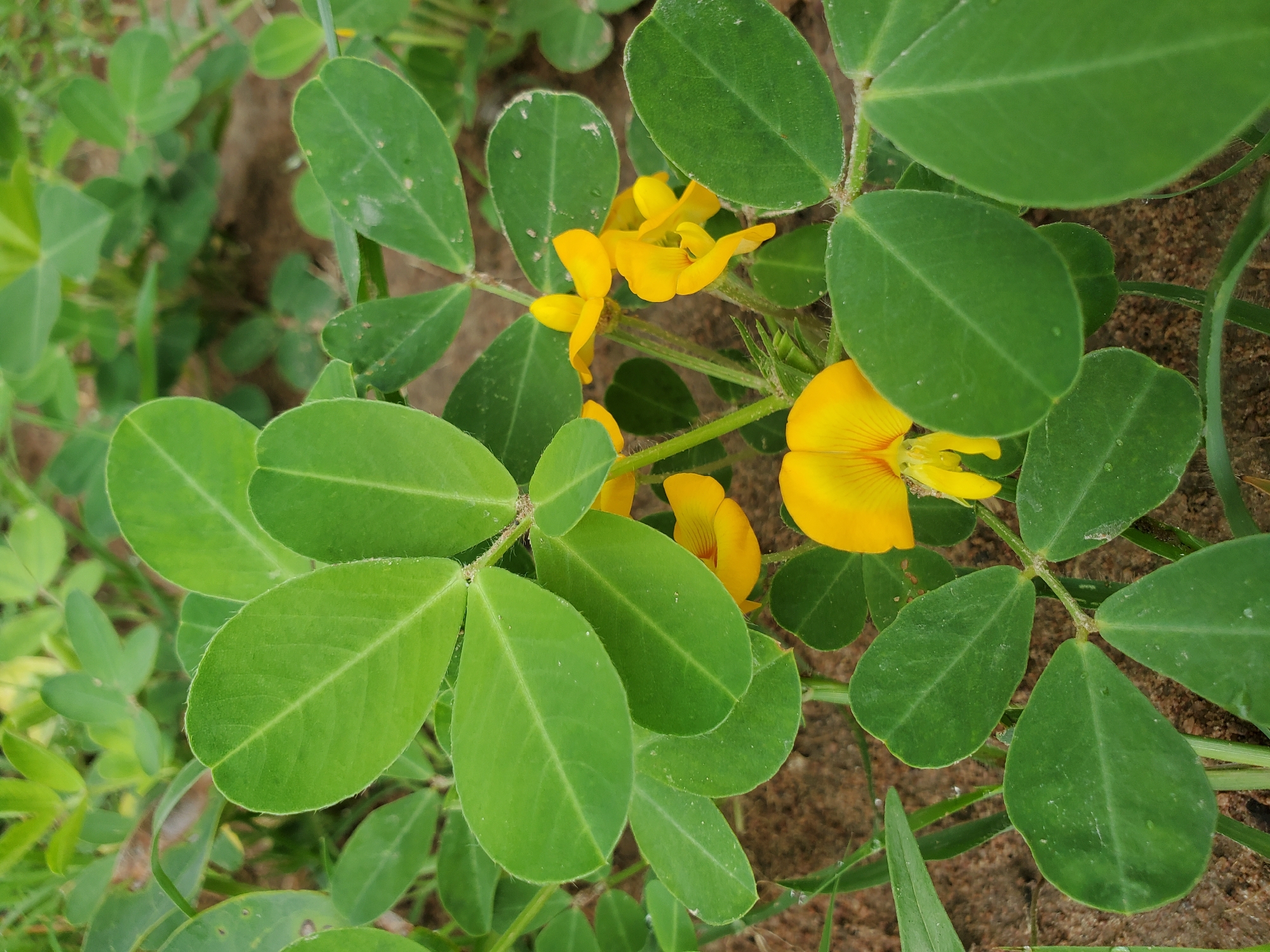 The image shows a close-up view of a plant with bright green leaves and yellow flowers. The plant is low-growing and appears to be a ground cover. The leaves are arranged in groups of three. The flowers are small and have a distinctive pea-like shape. The background is composed of bare soil and some sparse vegetation. The location is Mararaba, Nigeria.