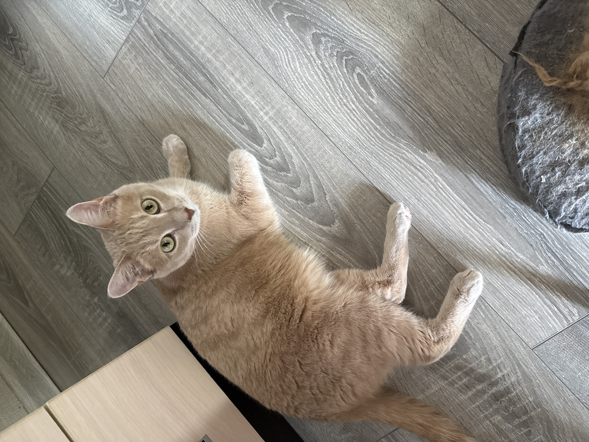 A light orange cat lies on its back on a gray, wood-grain-patterned floor. The cat is positioned in the lower left-center of the frame, angled slightly toward the top. Its eyes are open and looking up. The paws are splayed out, two at the top of the frame and two at the lower right. Part of a light-colored cabinet is visible in the lower-left corner. In the upper right corner, there is a blurry gray cat bed with a hint of another, unseen cat. The scene is indoors, likely in a home. It is not possible to ascertain a location in the city of Chaikovsky, Russia, as it is not visible in the image.