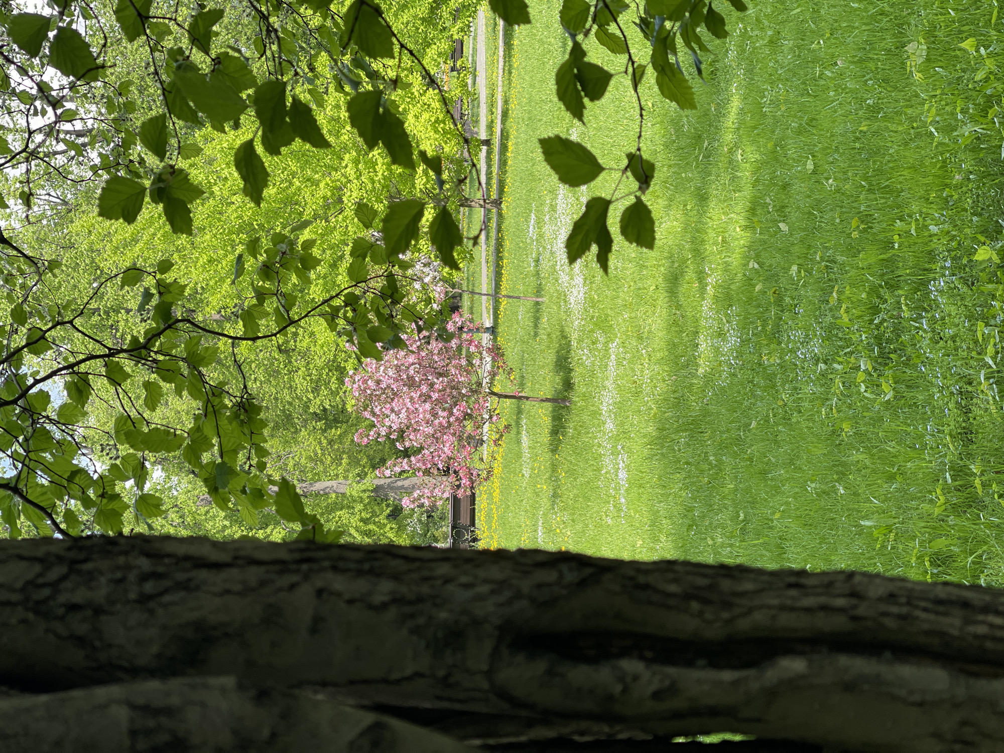The image shows a park setting on a sunny day. In the foreground, there is a tree trunk. Beyond the trunk, there is grass, a pink blossoming tree, and green trees. There is a path running through the grass with a park bench next to the pink tree. The exact location is Unknown, Unknown.
